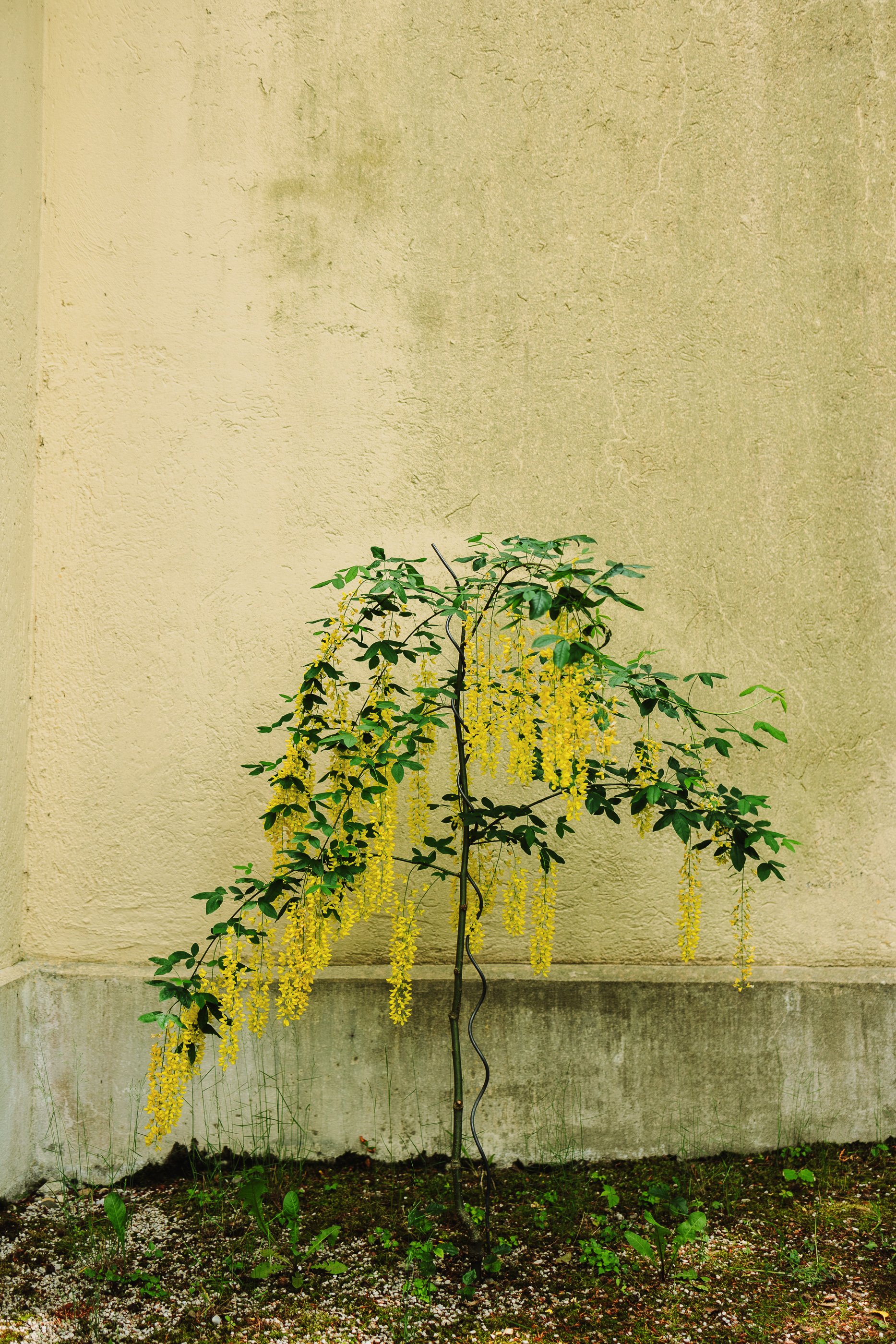 _08A7382.jpg