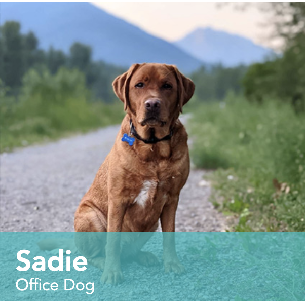 Sadie office dog at lango.hansen
