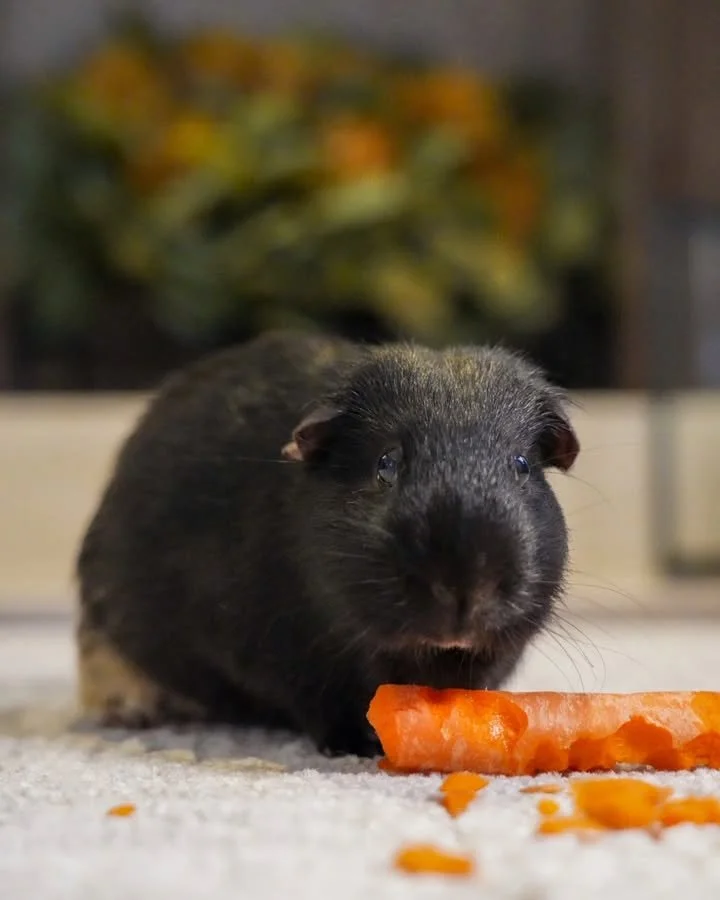 Excuse me, who invited the weird dog? 
Still a pet. Still a mess-maker. Still covered under our warranty. 😌🐹

Gibby, the Guinea Pig, activated snack mode on our PureColor twistX style Hitari in the color 8199 Rockaway.

Have your own "weird do