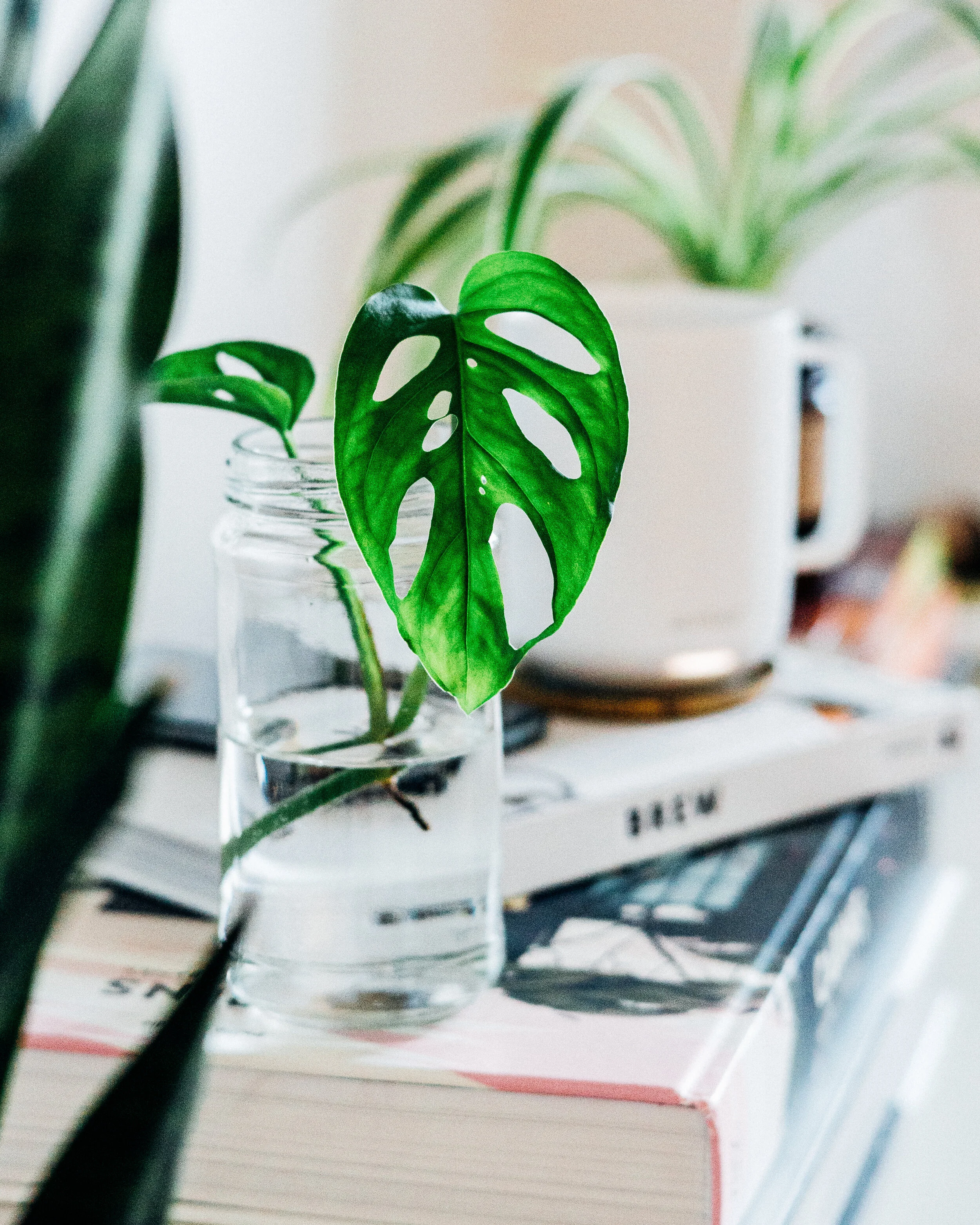  plants sit atop of books representing the peace that comes from getting online therapy in Florida from the comfort of your home to help you cope with pandemic stress.  