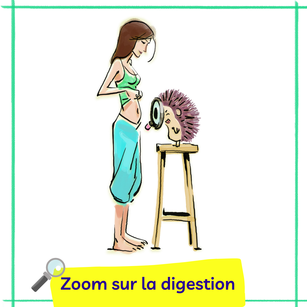 Zoom sur la digestion