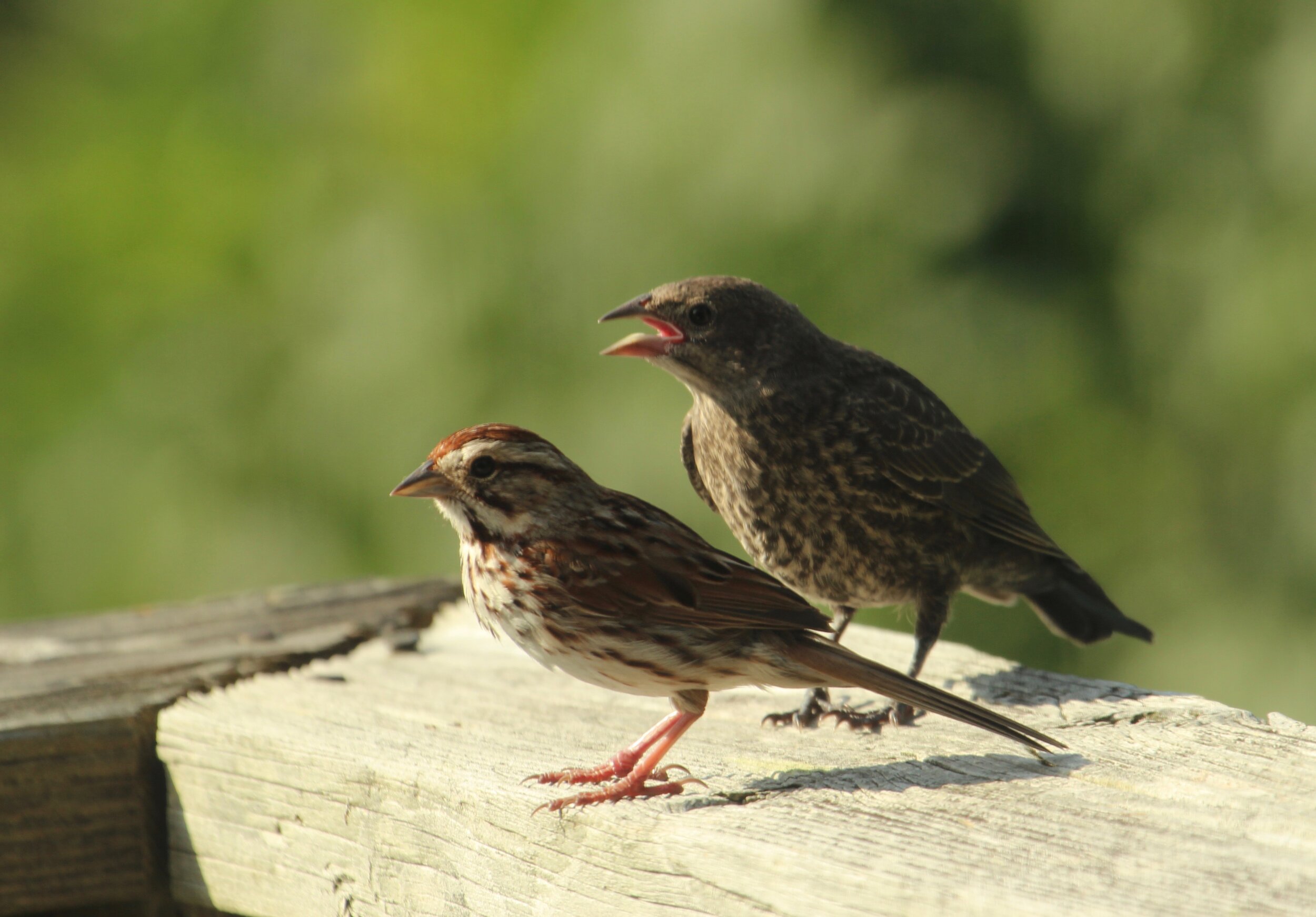 Song Sparrow Brown Cowbird Caseo Pictures