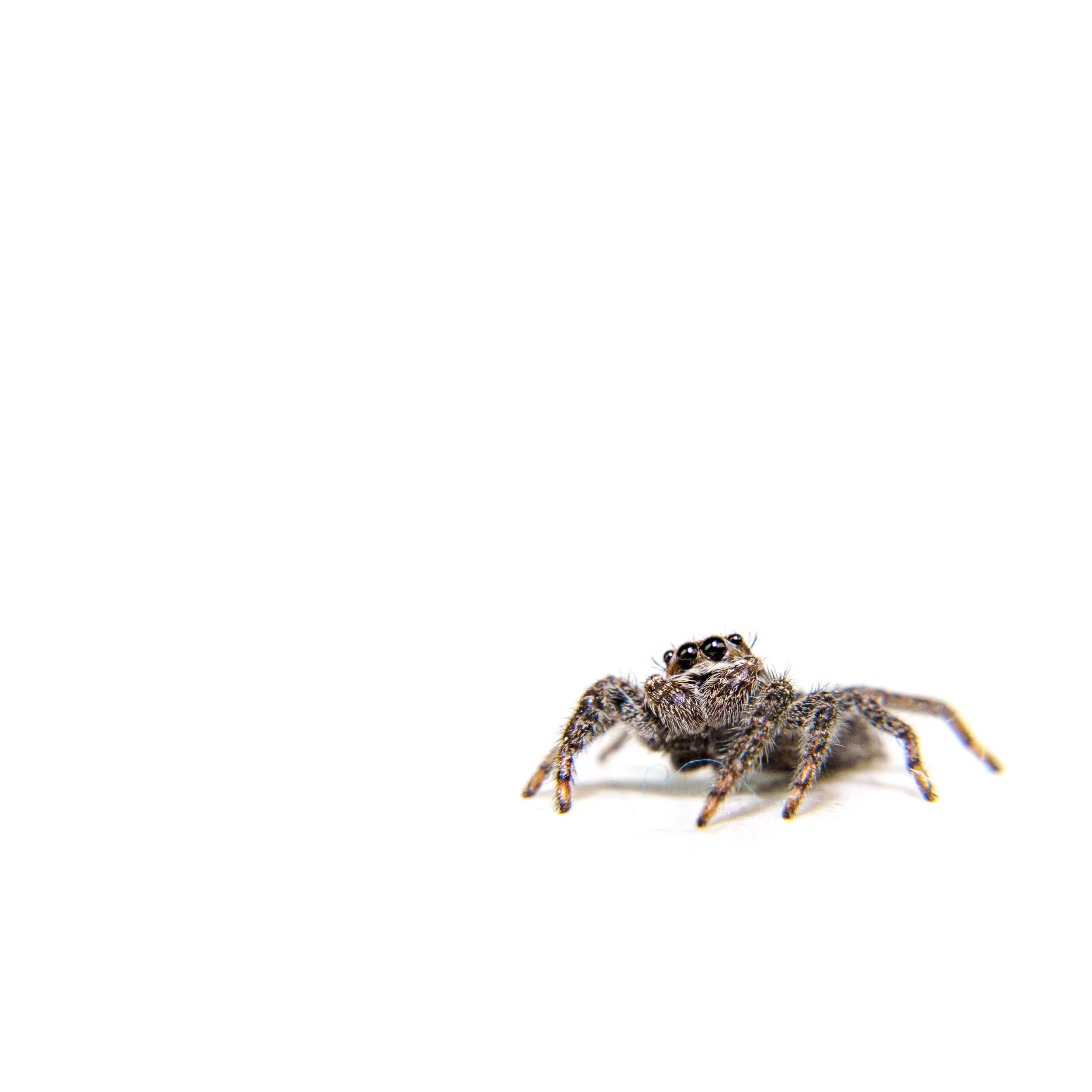Jumping spider (3)
