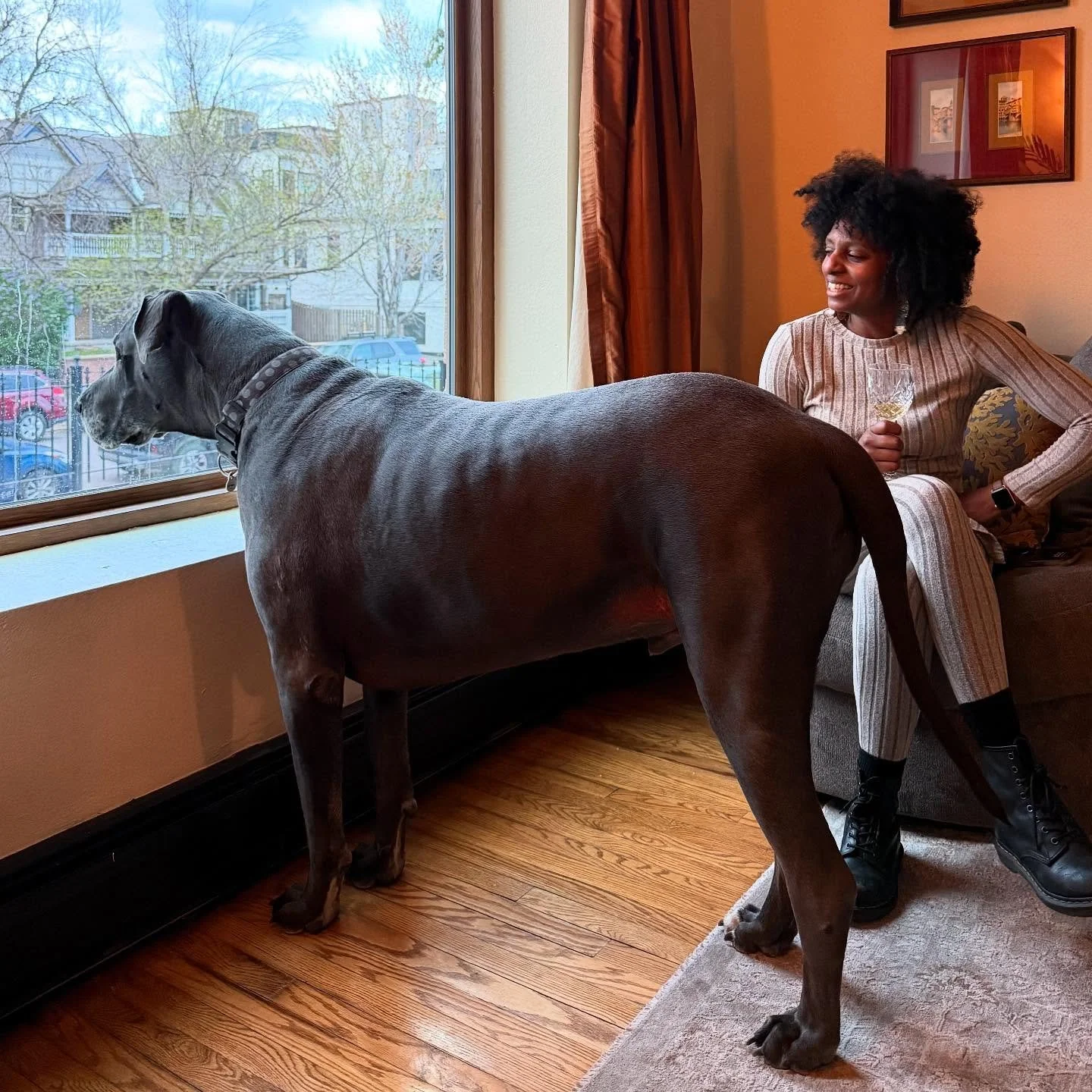 Kali and @MileHighMalcolm making sure all is good in the hood. (Yes, he is a 220lb dog. He is really that big)