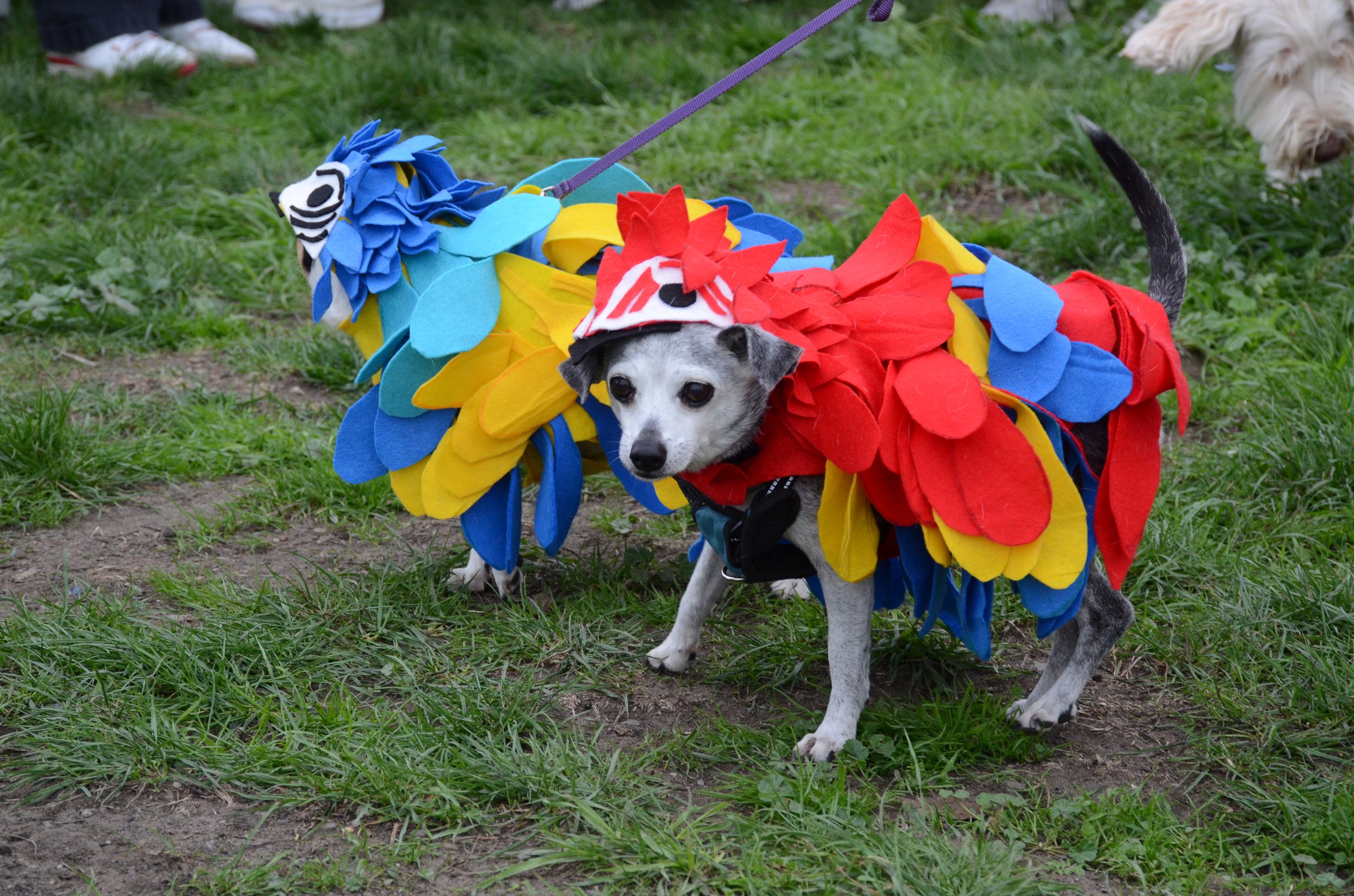 Pirates' Parrots.jpeg