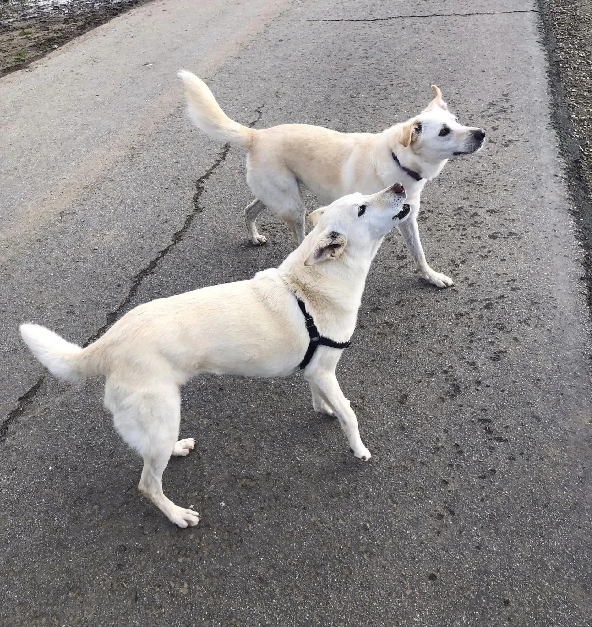 OFF-LEASH SKILLS 101