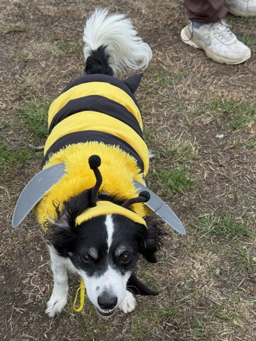 Bumble bee.jpeg