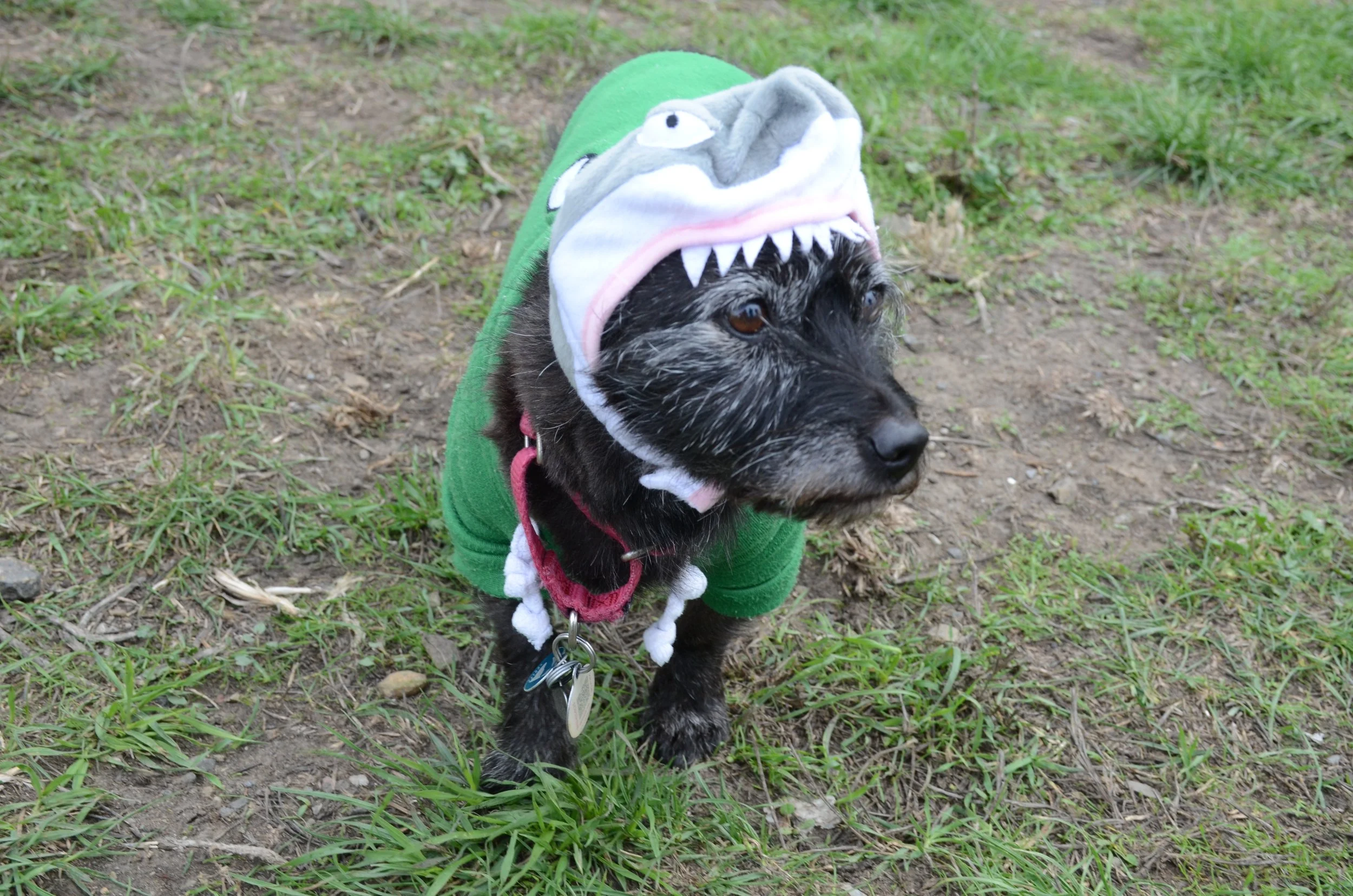 Dinosaur Dog.jpeg