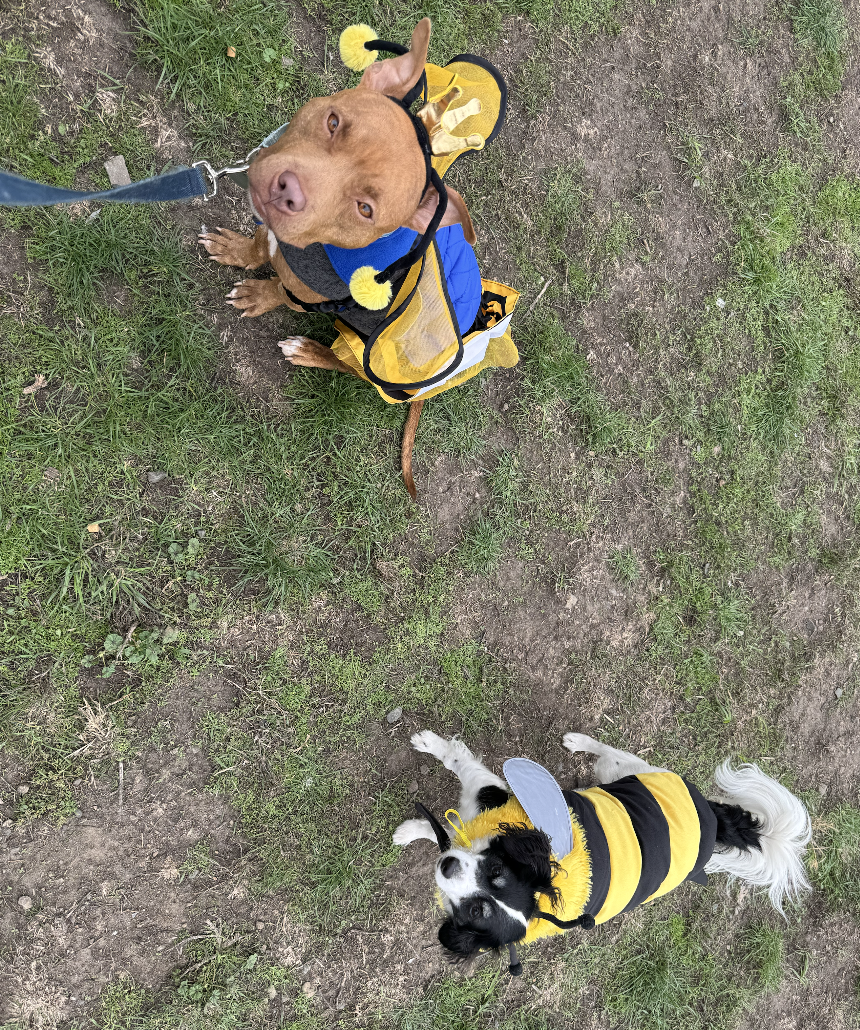 Screen Shot 2025-11-03 at 20.56.13.png