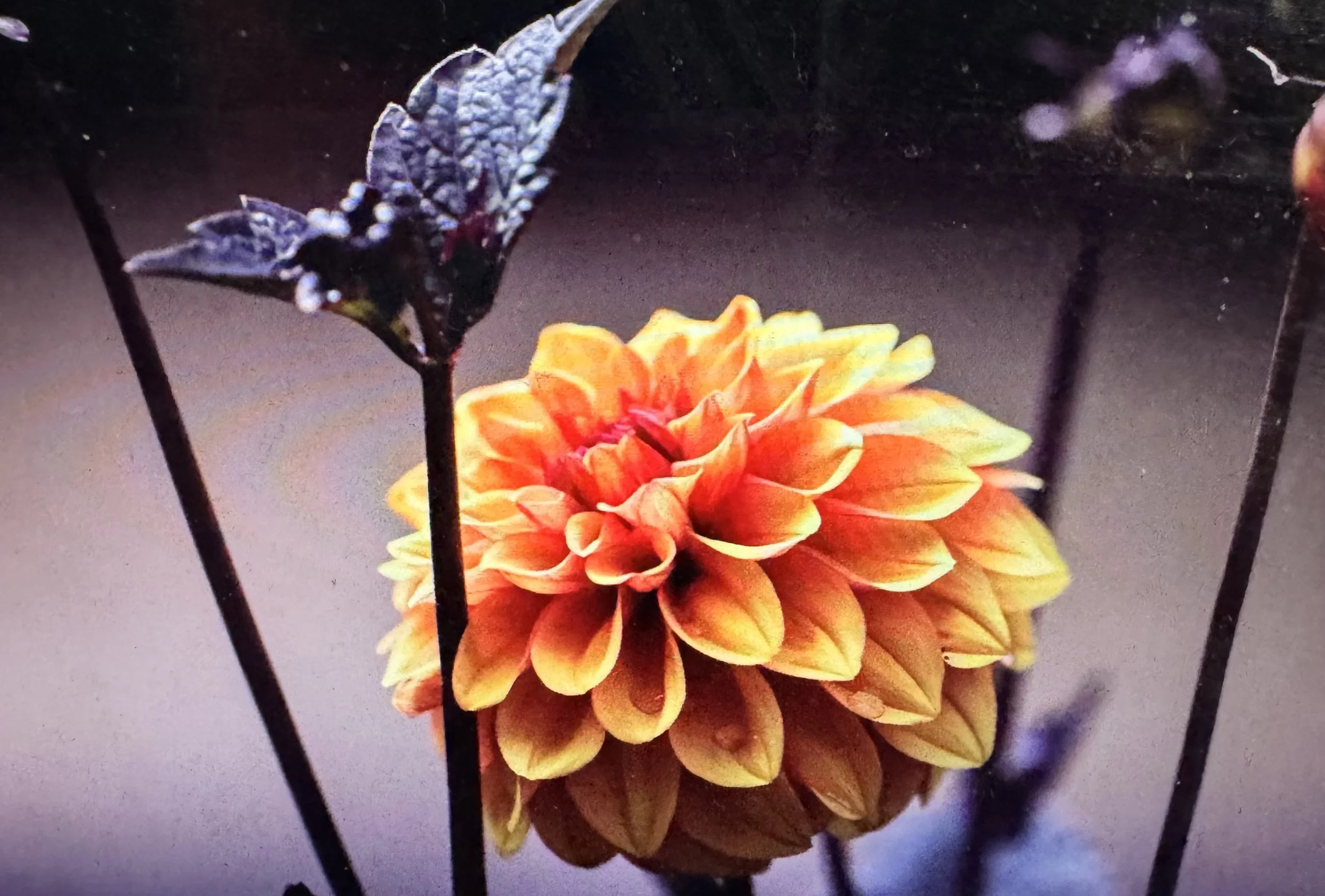 Autumn weather, pain, menopause