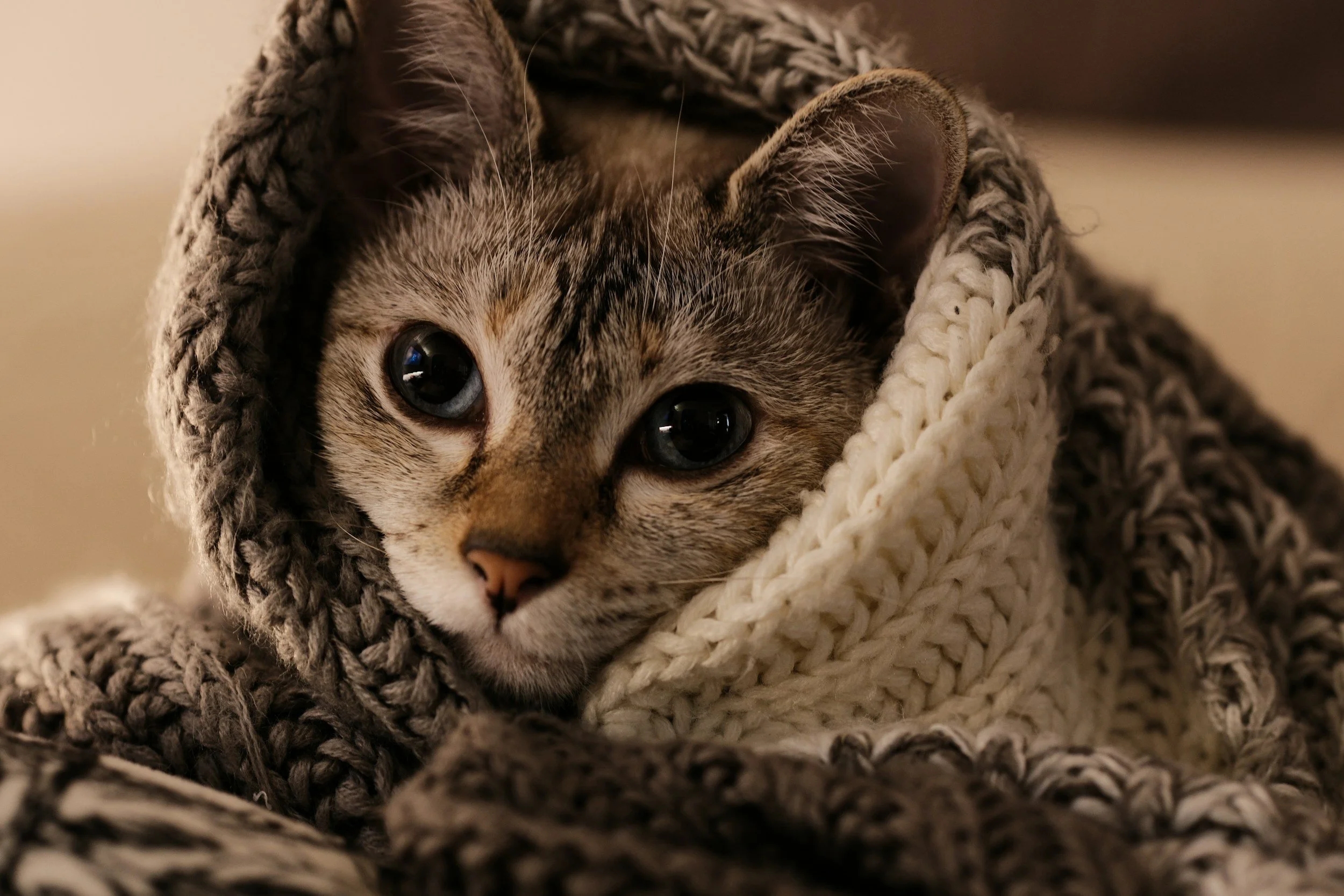 Dark eyed kitten wrapped in natural fiber blankets