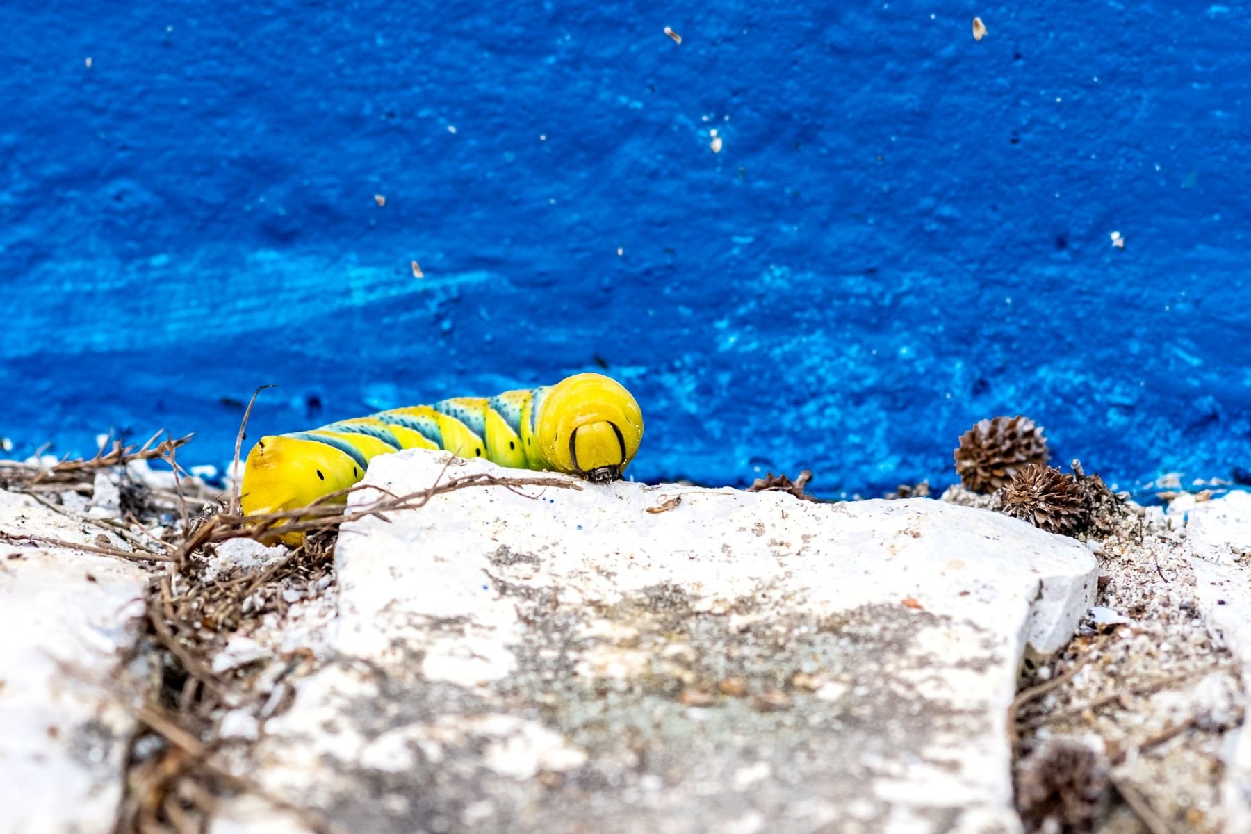 CasadoMeio-HerdadedoChaparral-hotel-arquitetura-imobiliário-ricardojvaz (50).jpg