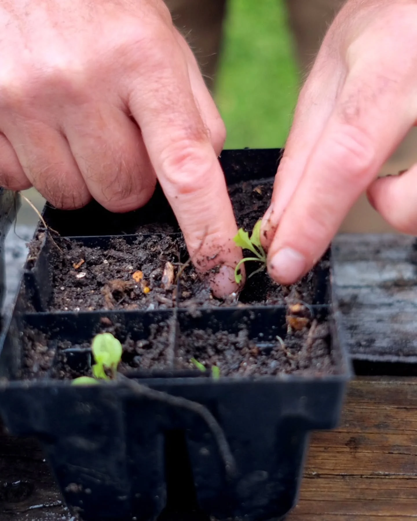 If you guys remember, Stephen (our other less creative but a very much strategic director) planted a pine forest back in 1993 to create a natural canopy and encourage native life to return to the area.

Today, we&rsquo;re celebrating the addition of 
