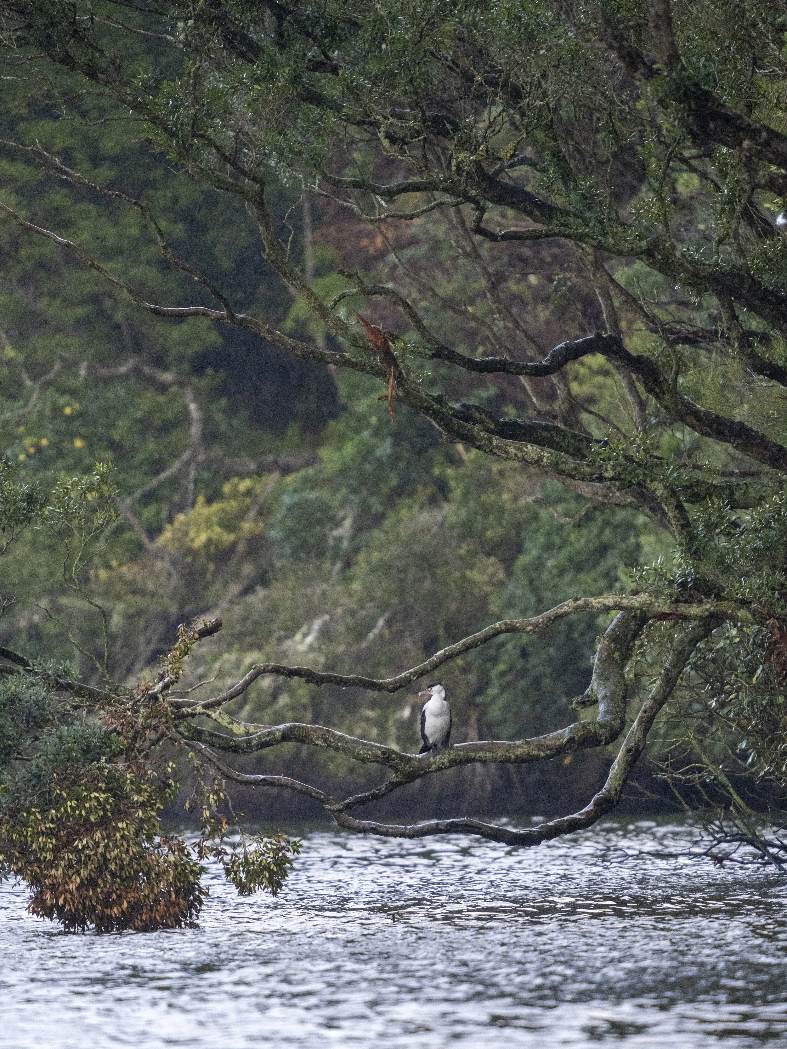 Pied shag, Ulva Island - c. Madeleine Brennan, DOC.jpg
