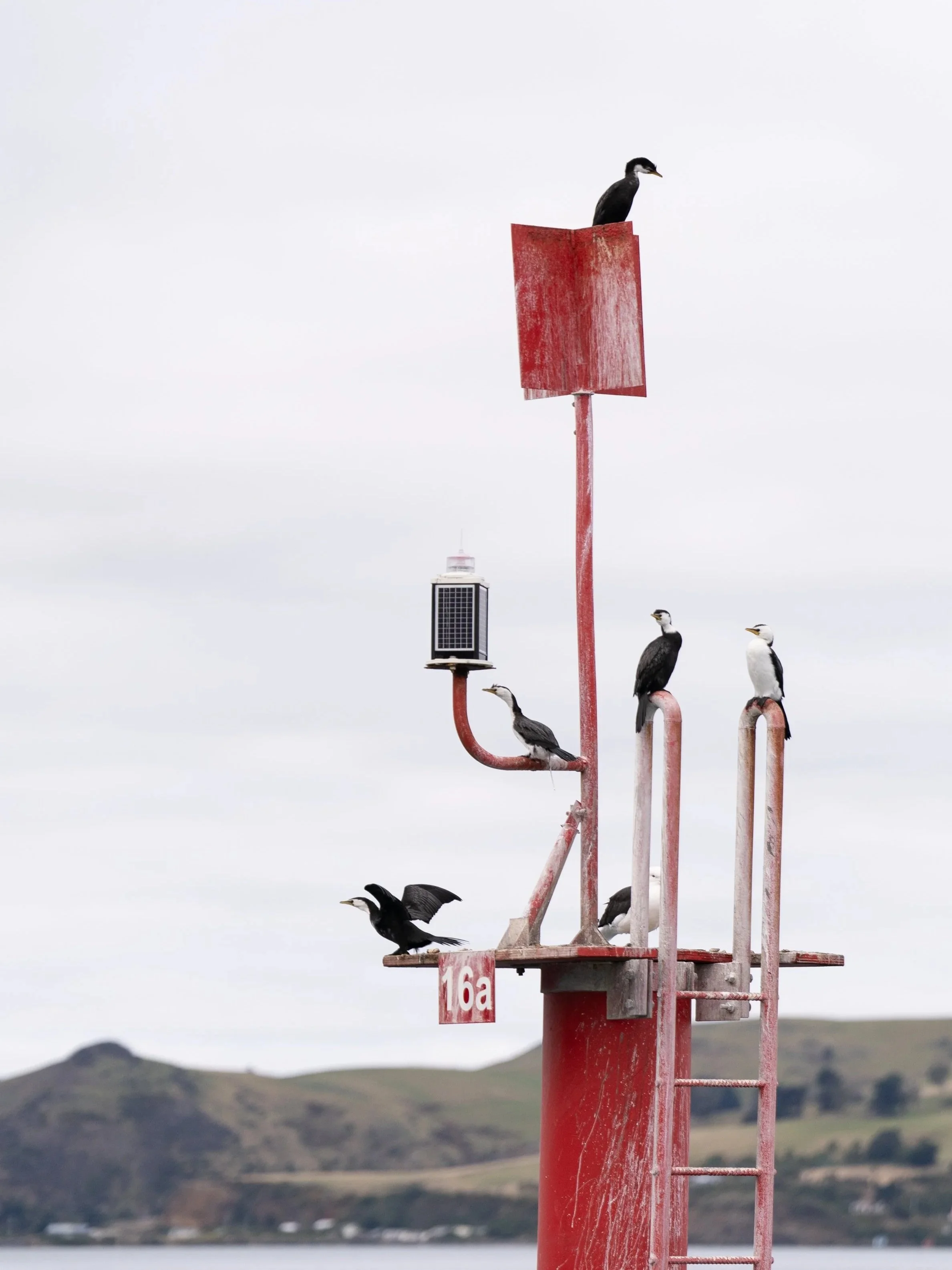Little+shags%2C+Port+Chalmers+-+c.+Madeleine+Brennan%2C+DOC.jpg