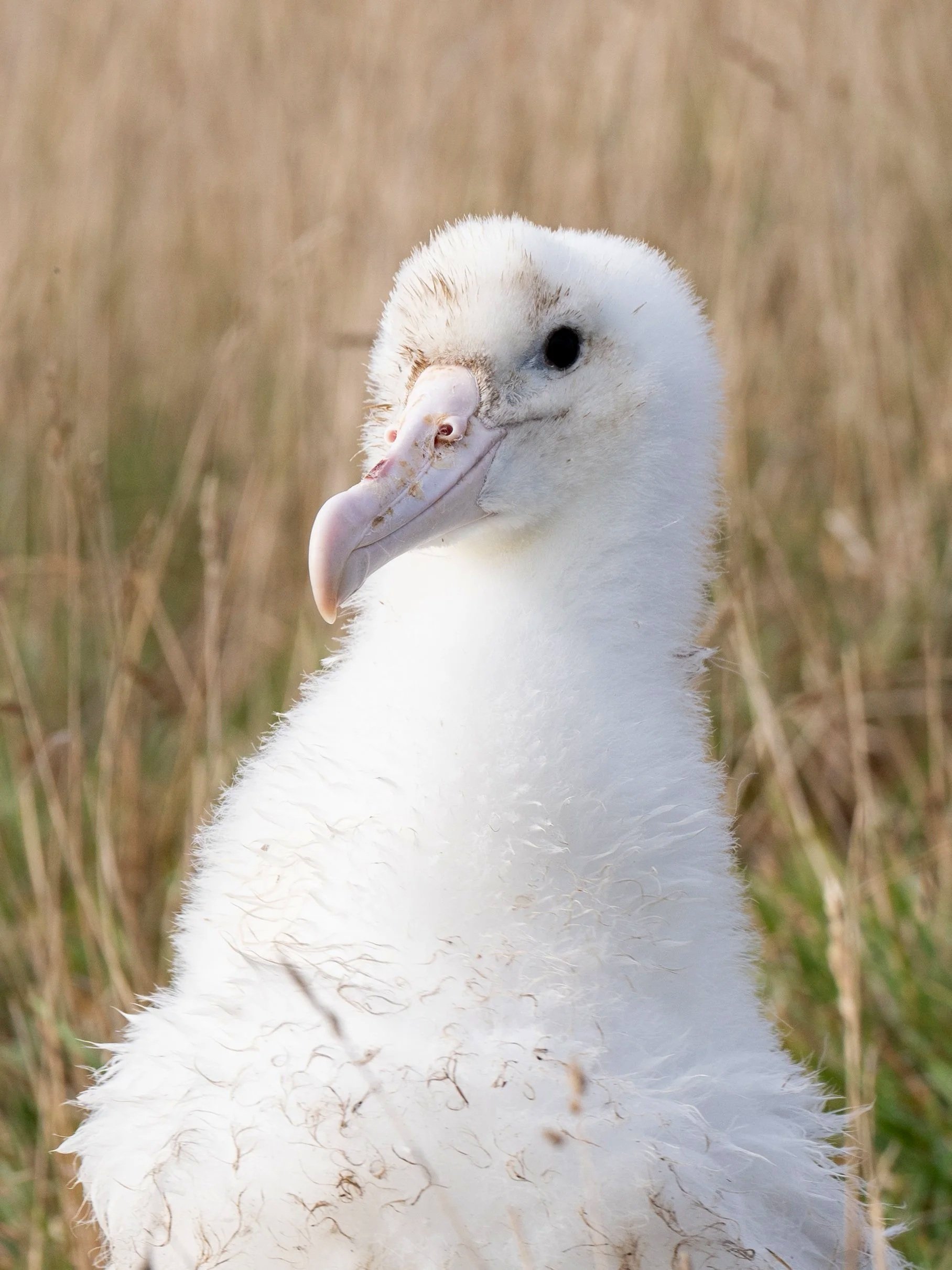 Northern+royal+albatross+chick+-+c.+Madeleine+Brennan%2C+DOC+%2823%29.jpg
