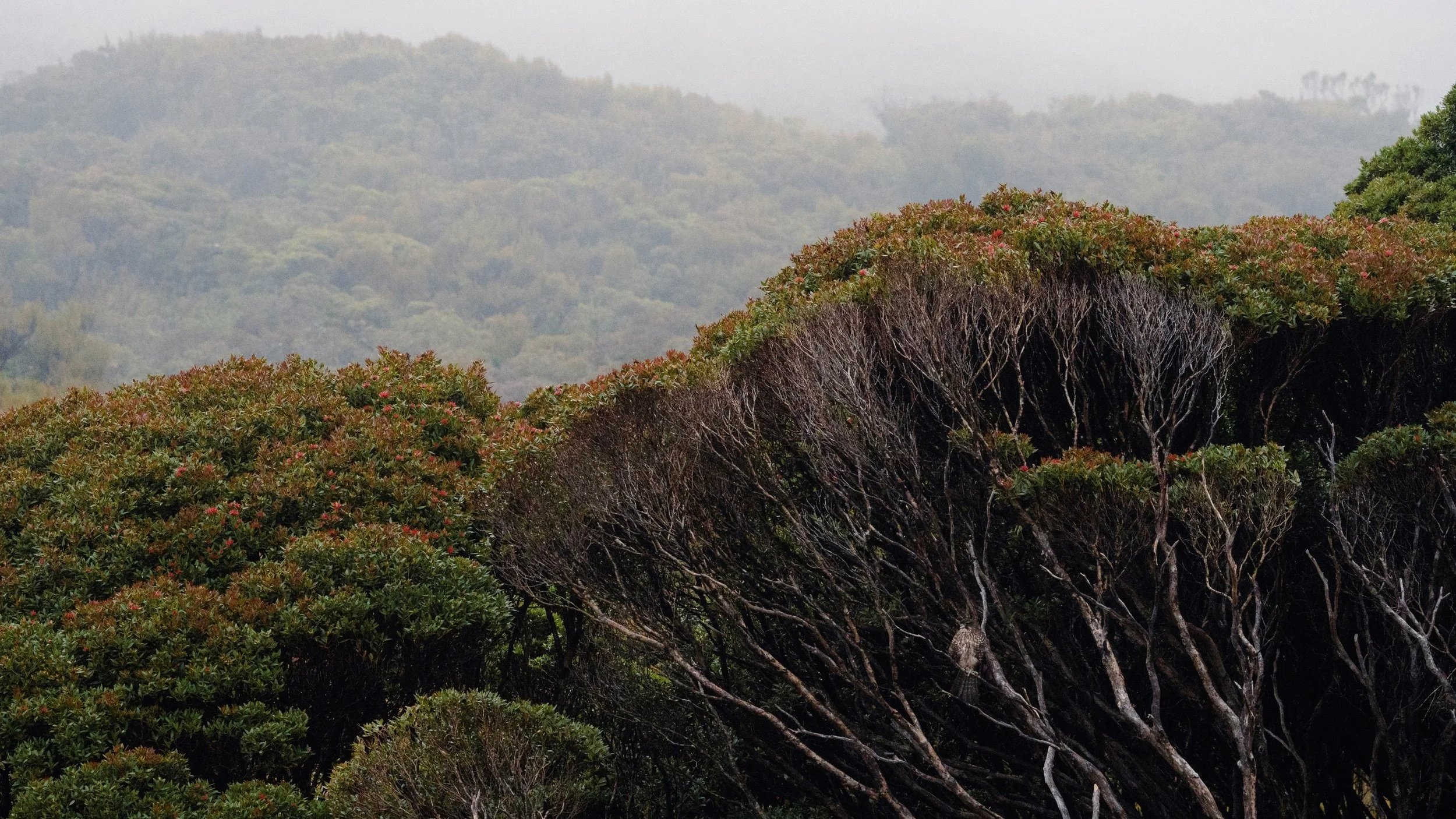 Juvenile+karearea%2C+Auckland+Island+-+c.+Madeleine+Brennan%2C+DOC.jpg