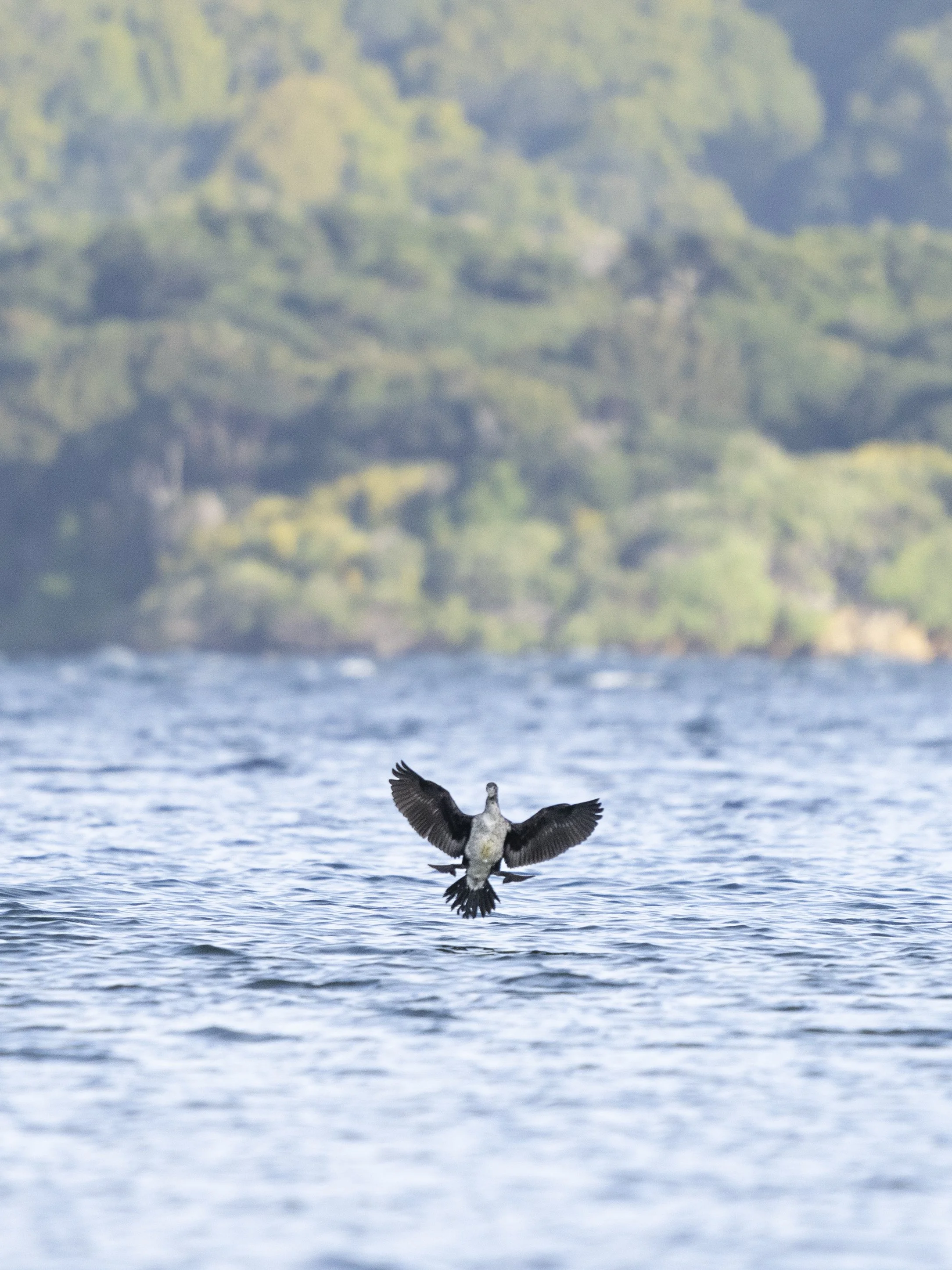 Pied shag landing, Ulva Island - c. Madeleine Brennan, DOC.jpg
