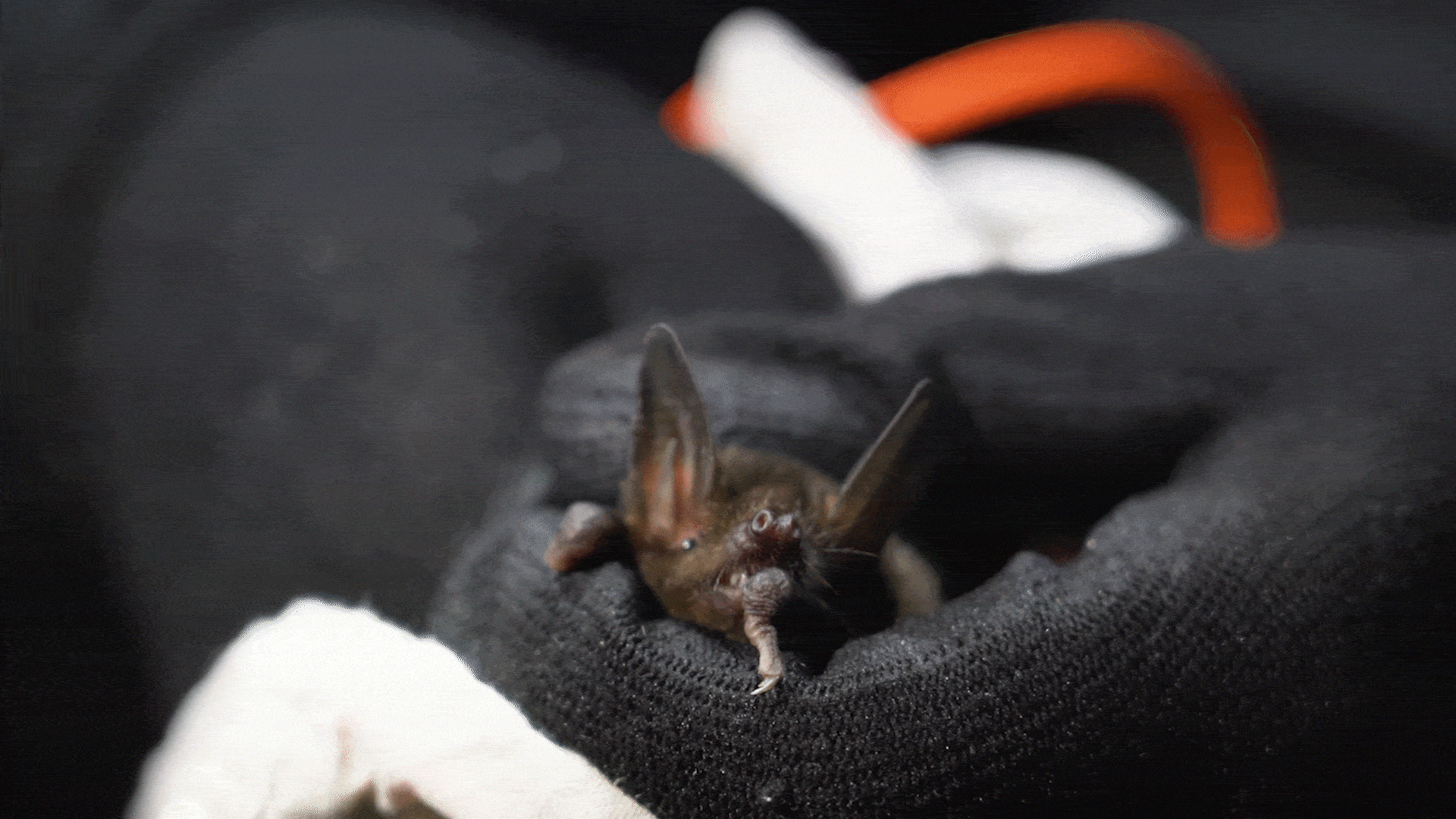 BAT GIF.gif