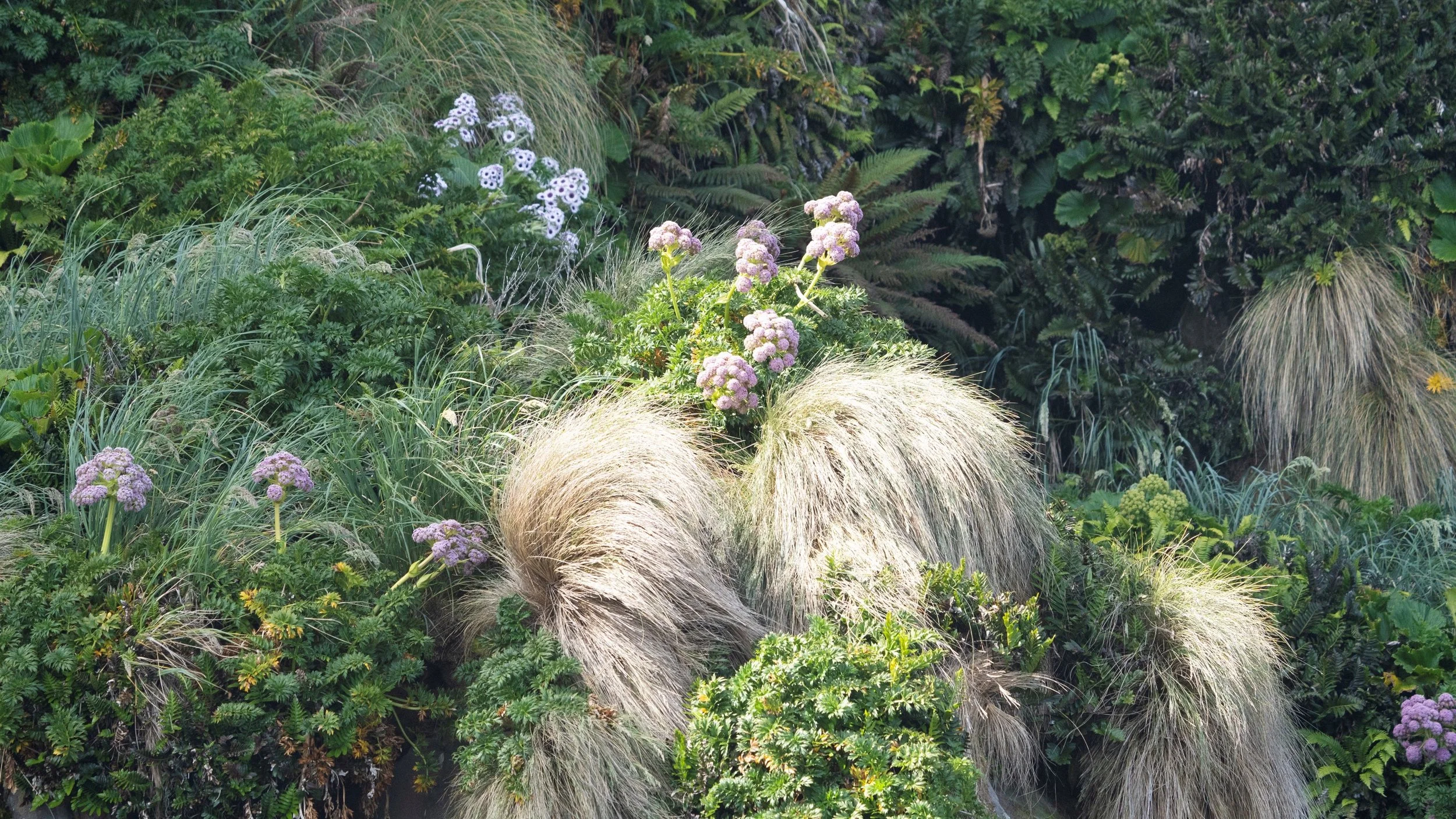 Adam's Island megaherbs - c. Madeleine Brennan, DOC.jpg