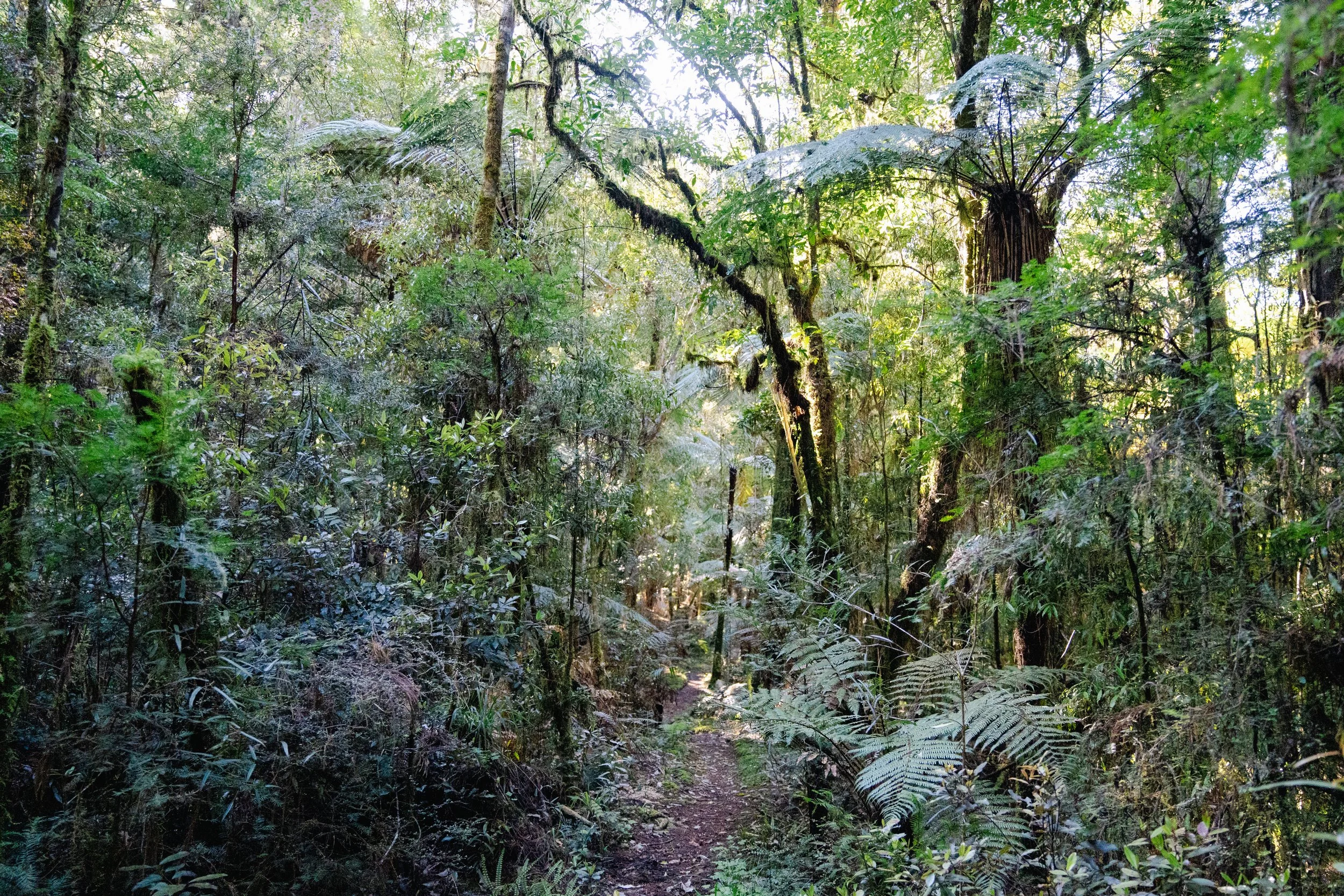 Hauhungaroa Track 5 - Madeleine Brennan, DOC.jpg