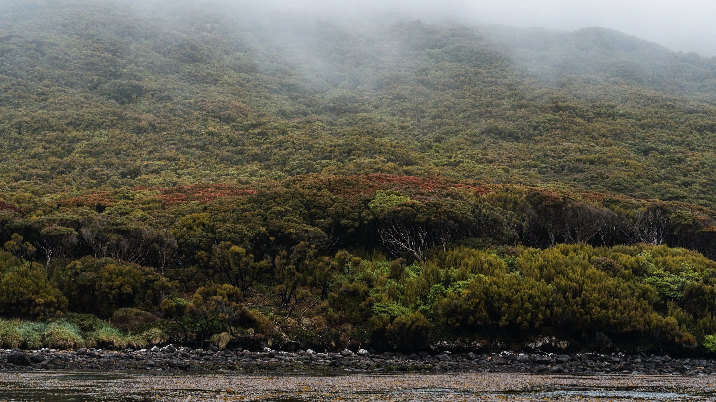 Auckland Island rata - c. Madeleine Brennan, DOC.jpg