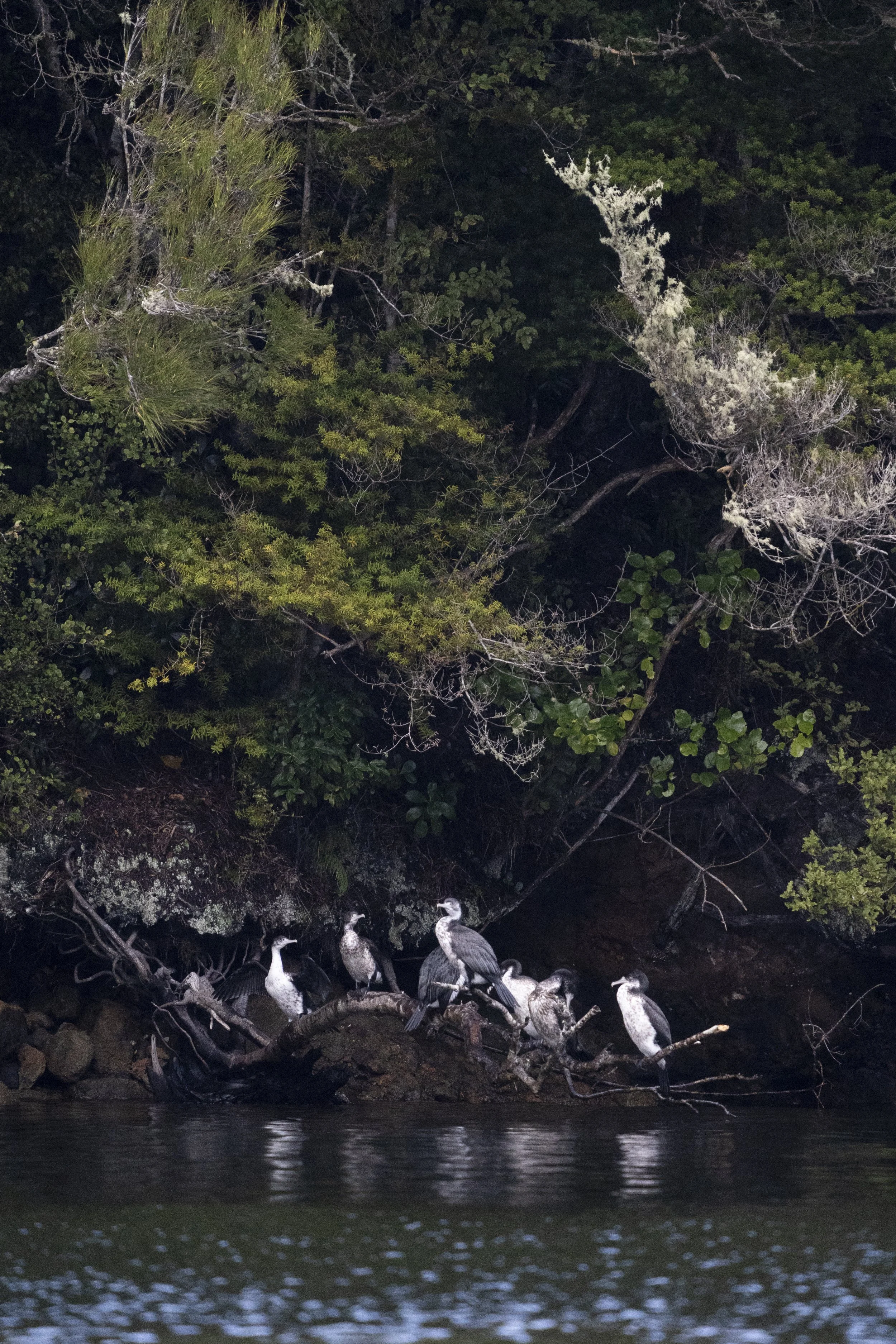 Pied shag juveniles - c. Madeleine Brennan, DOC (2).jpg