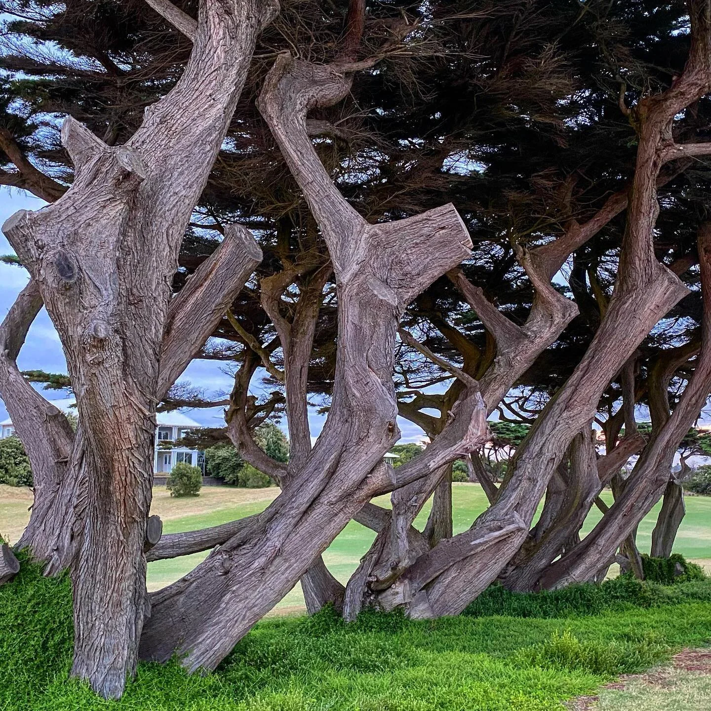 Old cypresses at the magical Barwon Heads GC.
