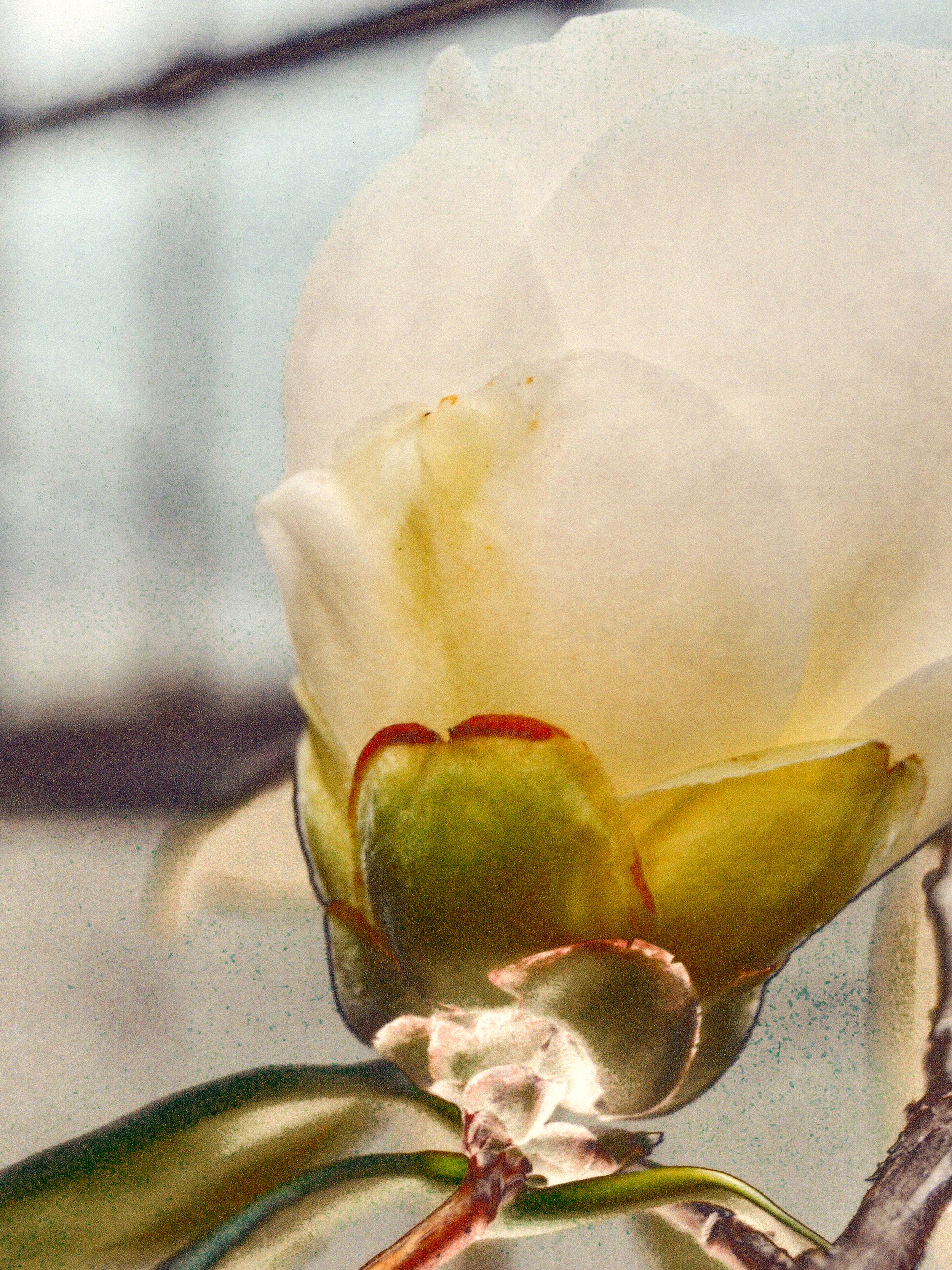 LinclonParkRose12x16color.jpg