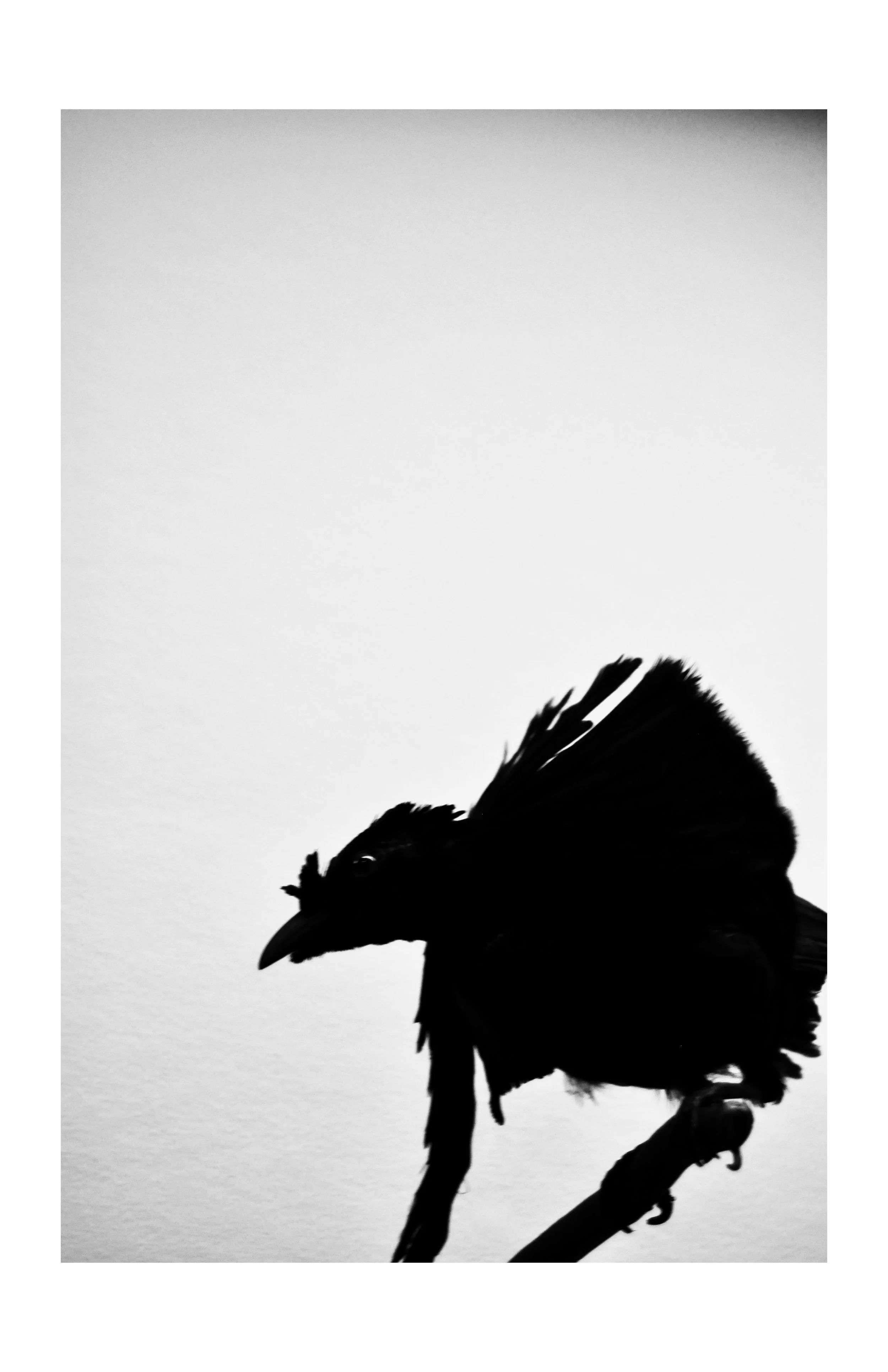 Pilots by Goldfrapp.jpg