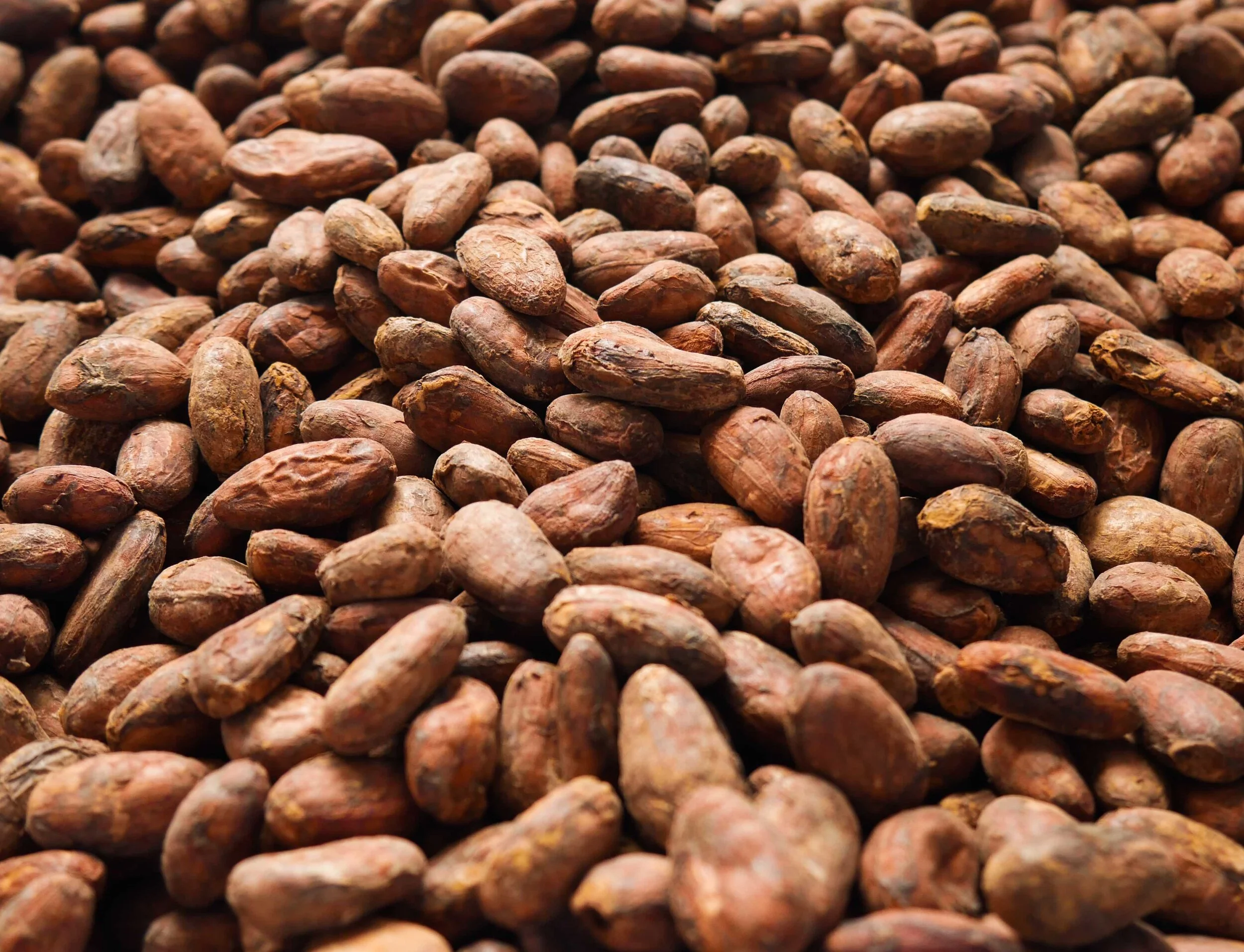 Awajún beans 4.jpg