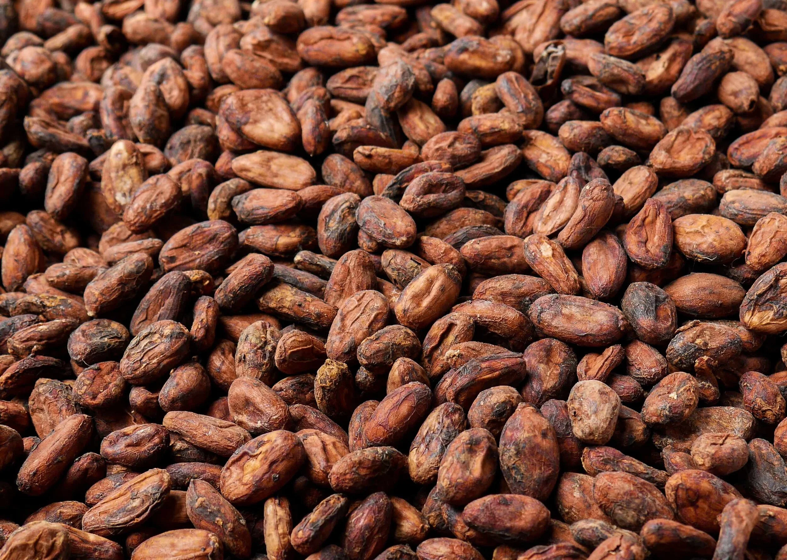 Piura Beans 1.jpg