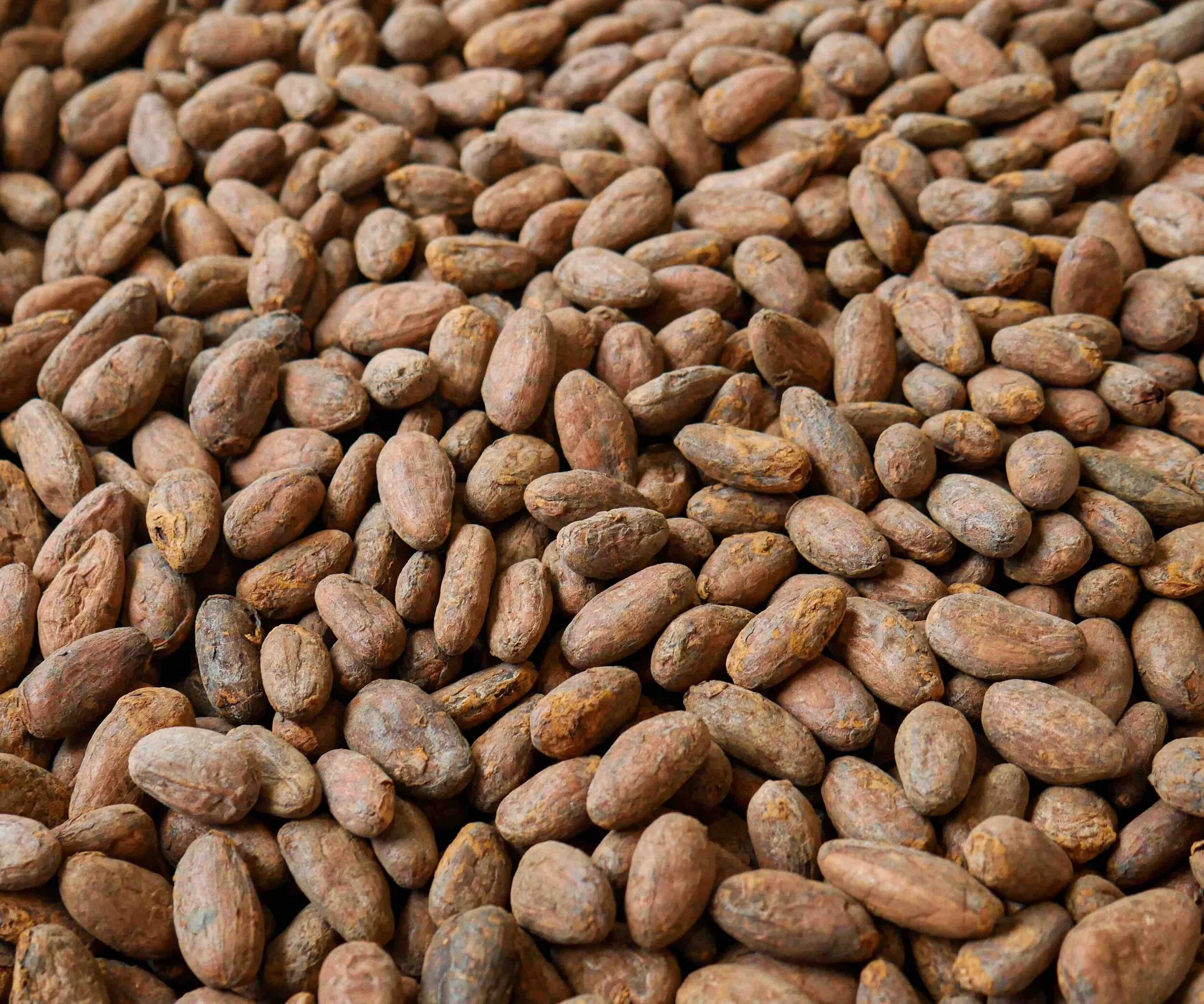 VRAE Beans 2.jpg