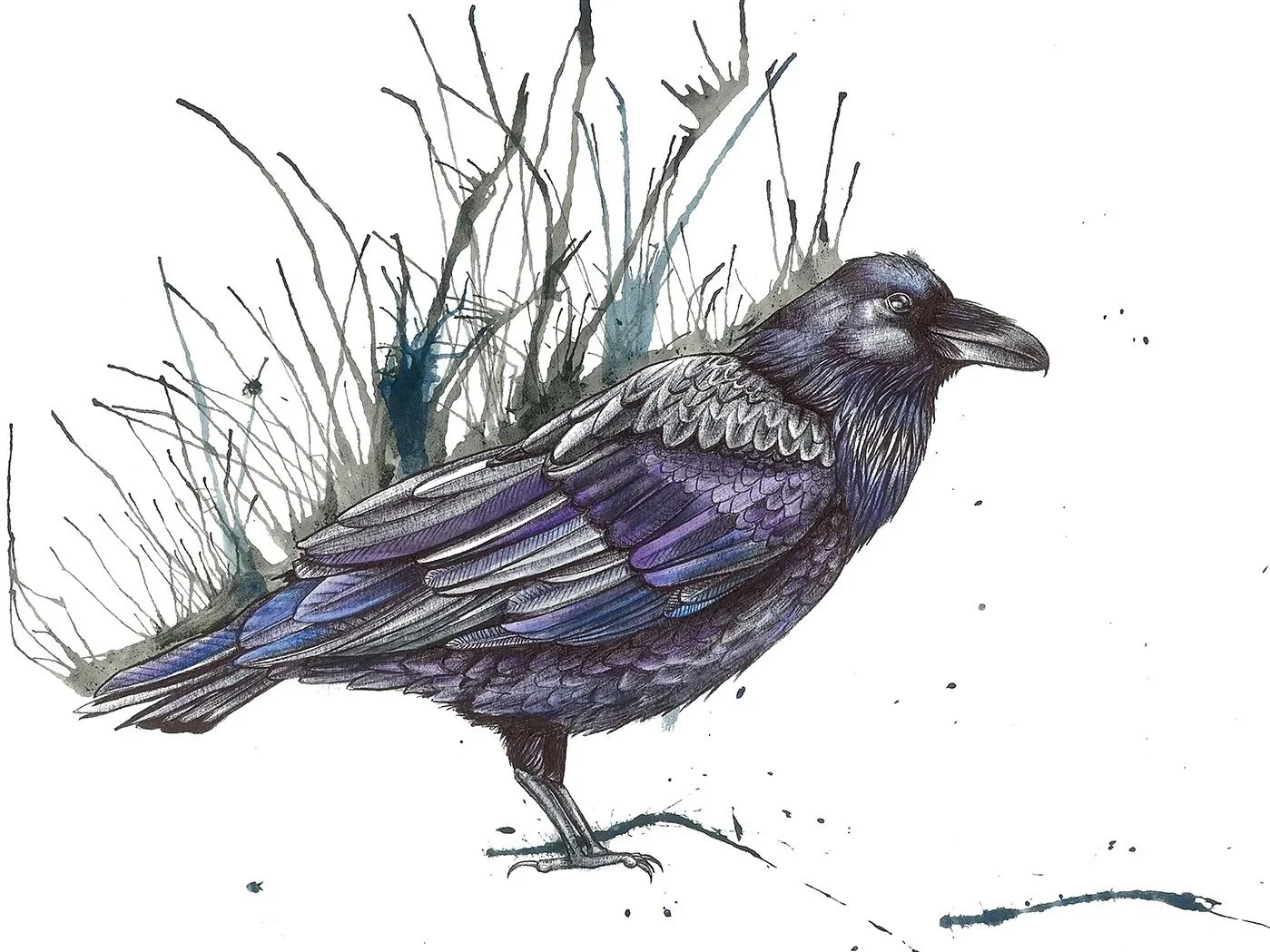 Calm+Raven+web.jpg