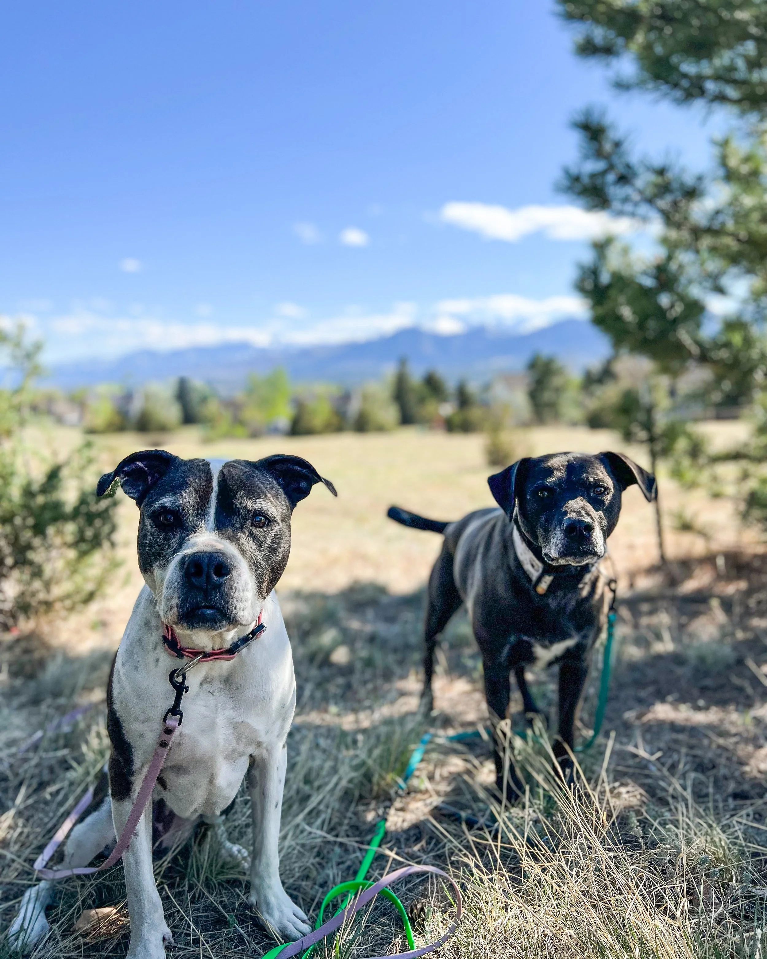 About — Fear Free BNB