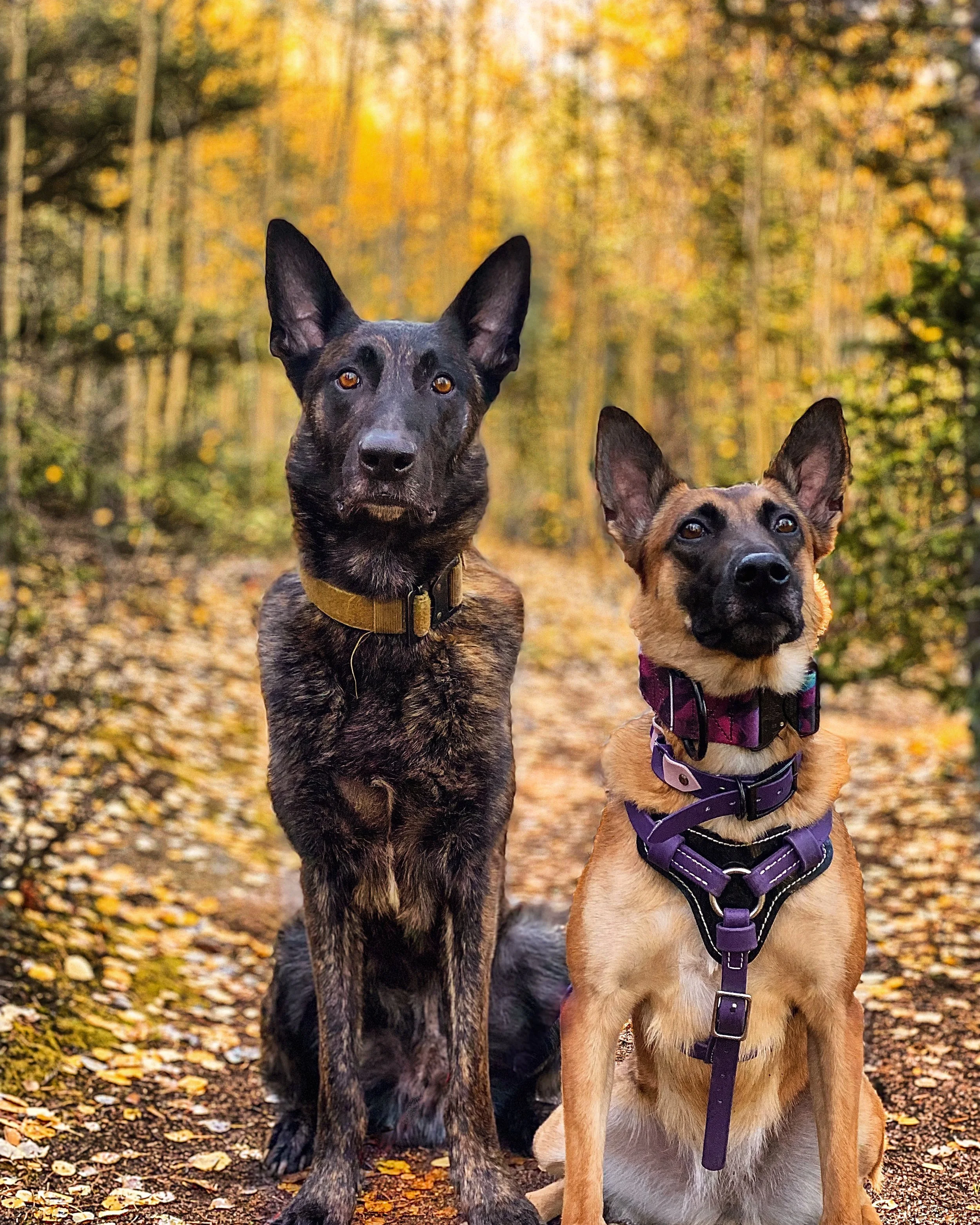 About — Fear Free BNB