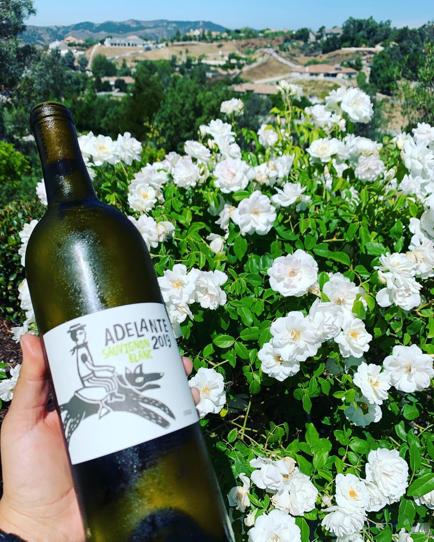 ADELANTE SALE IS BACCCK !!
Just sippin this zesty Chilean Sauvignon blanc today. This bright wine shows lime, green apple, and lemongrass notes. Goes great with fish! 

Wanna know the best thing though?? It&rsquo;s back on sale for $15!! Woah! what? 