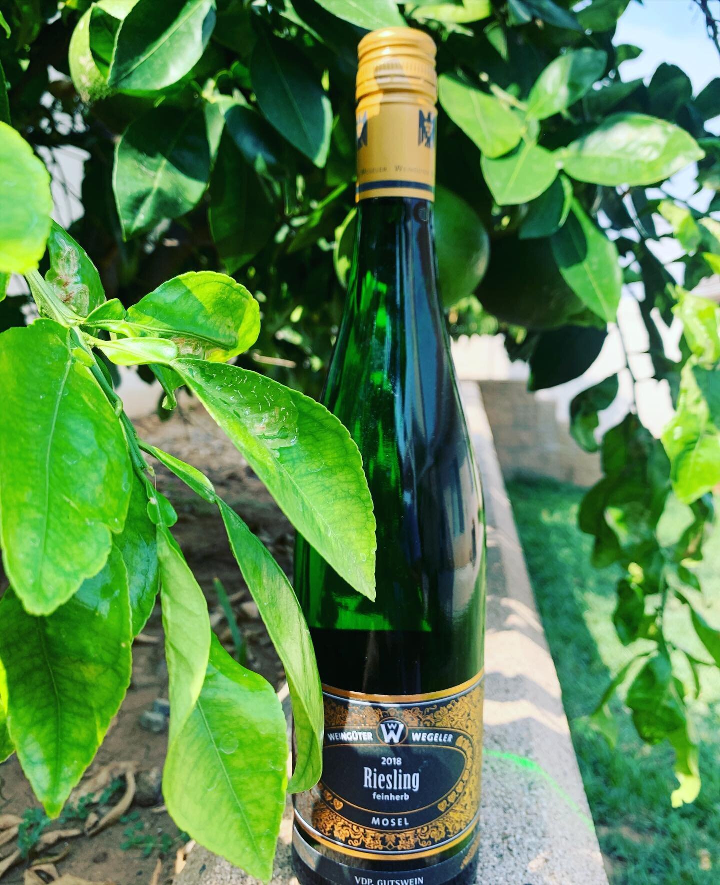 Let&rsquo;s talk Riesling! 
It gets such a bad rap as this uber sweet beginner drinker wine, but in Germany, Riesling is a superstar💫 
They range from very dry (trocken) to sweet (s&uuml;ss) and always have high acid and a mineral, light fruit taste