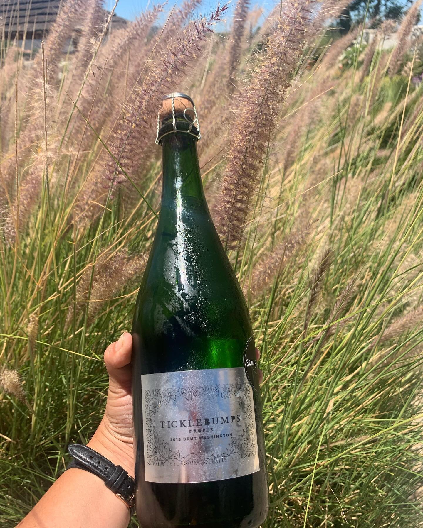 Ticklebumps Brut from North Coast, CA. 

The vibrant sparkling brut in is in celebration of a good day! 
It&rsquo;s lively with yellow apple, tart pear, and fresh vanilla for a creamy texture. 

Check out Scout &amp; Cellar link in bio!
 
#wineonthed