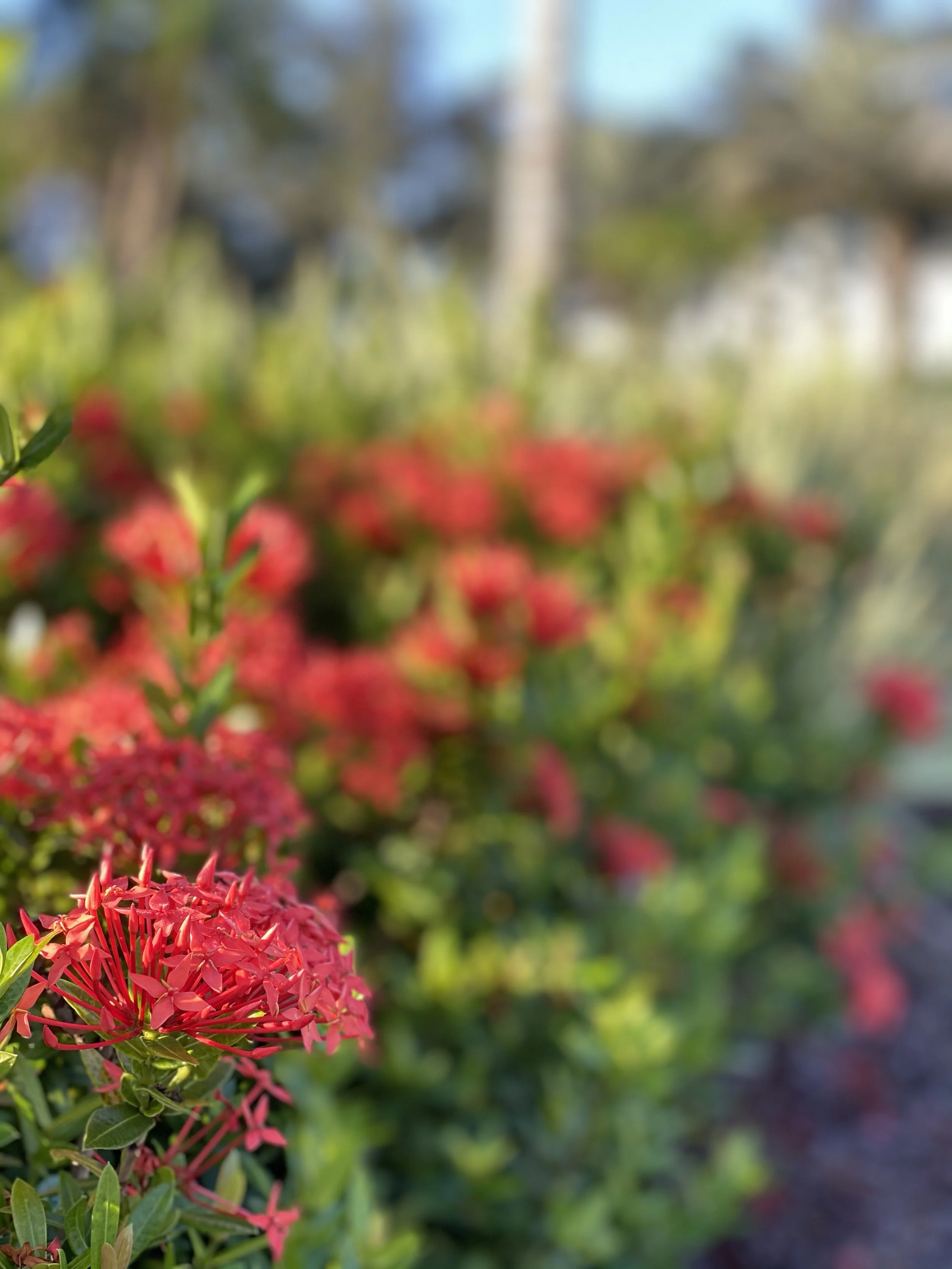 IXORA 7.jpg