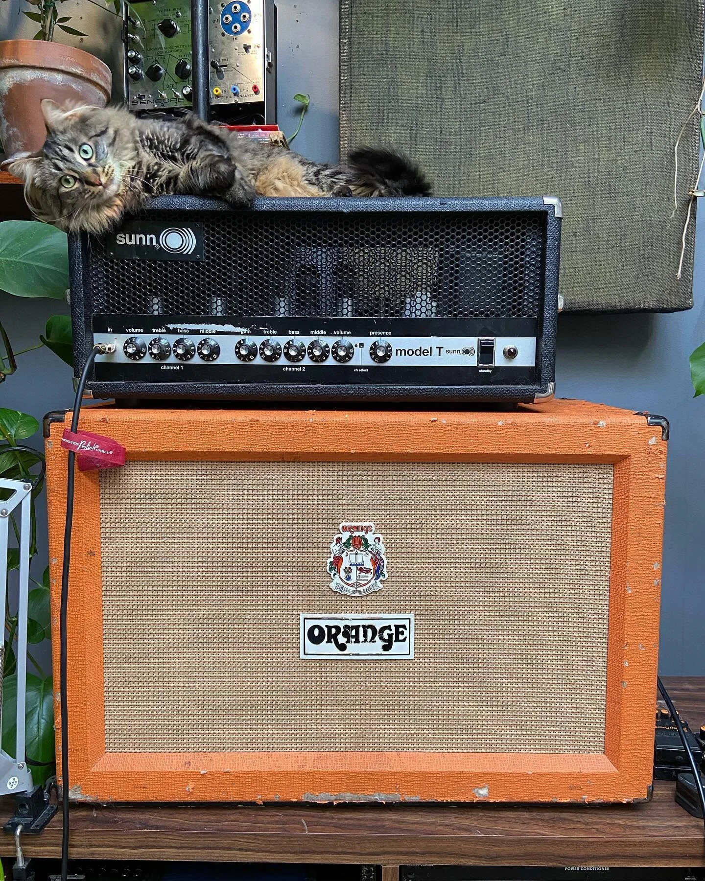 Pep on a T @catsonamps 😻