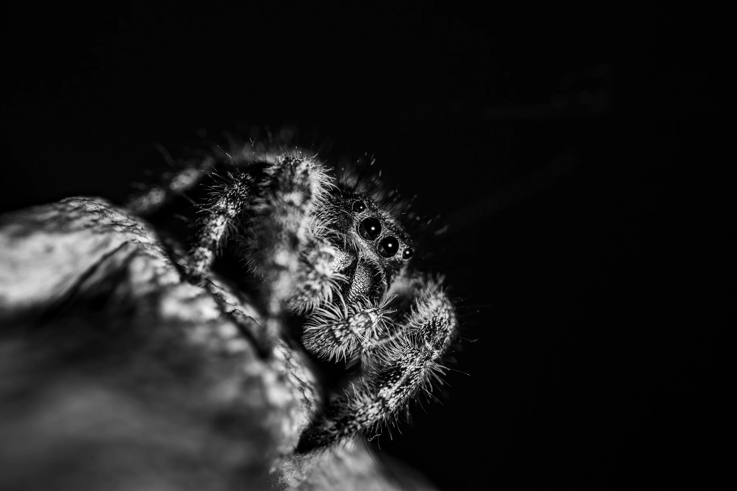WebImages-8.jpg