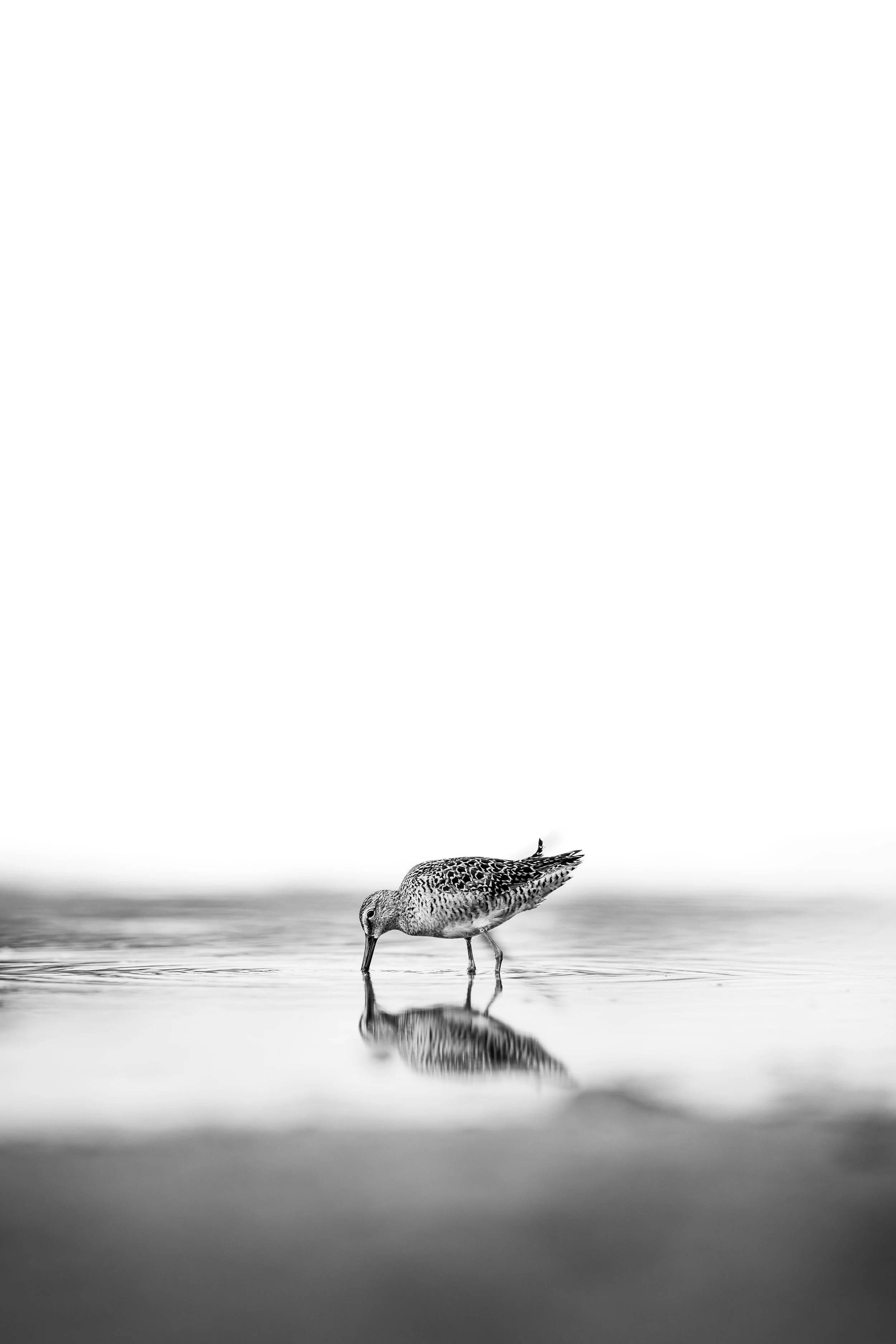 WebImages-10.jpg