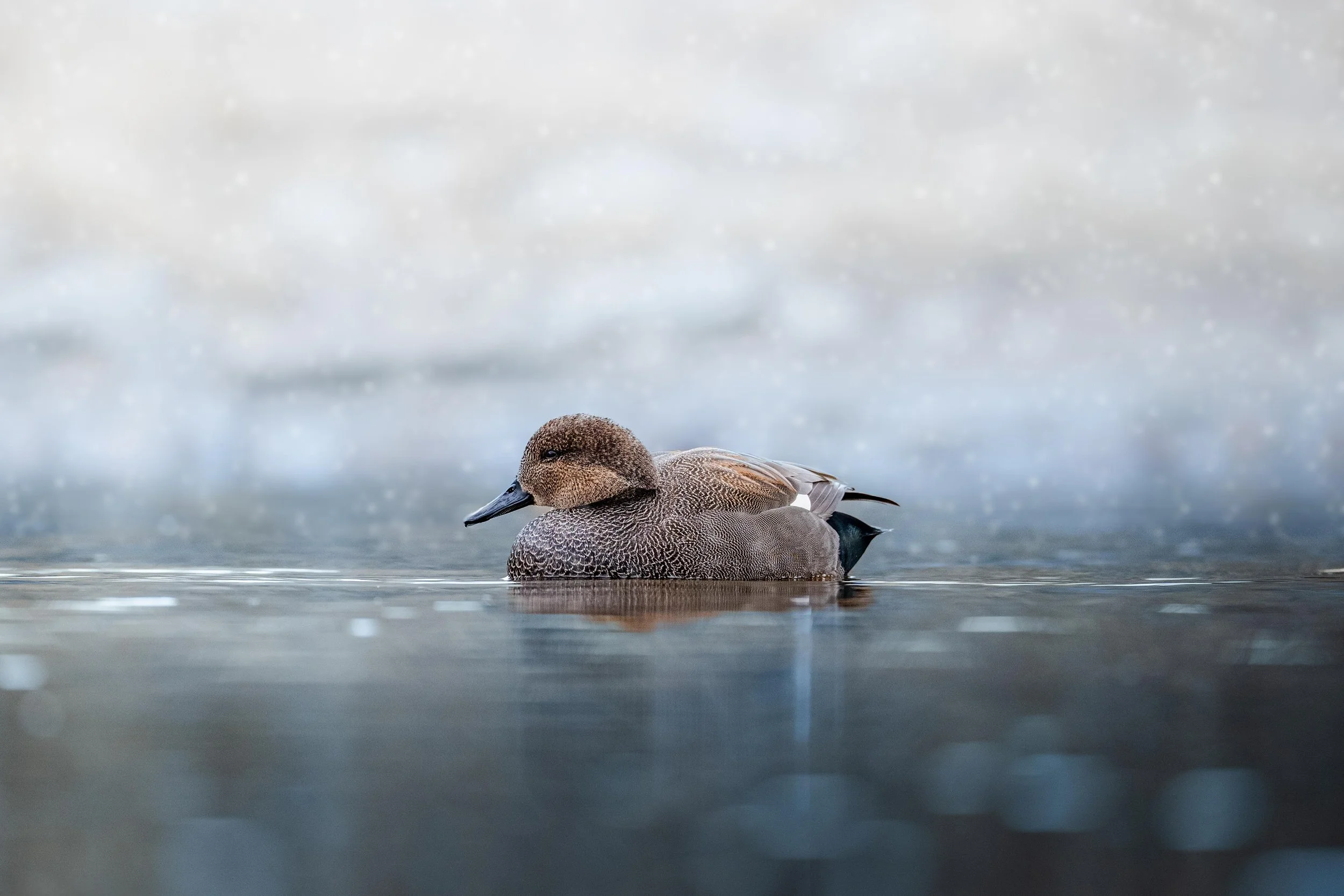 WebImages-16.jpg