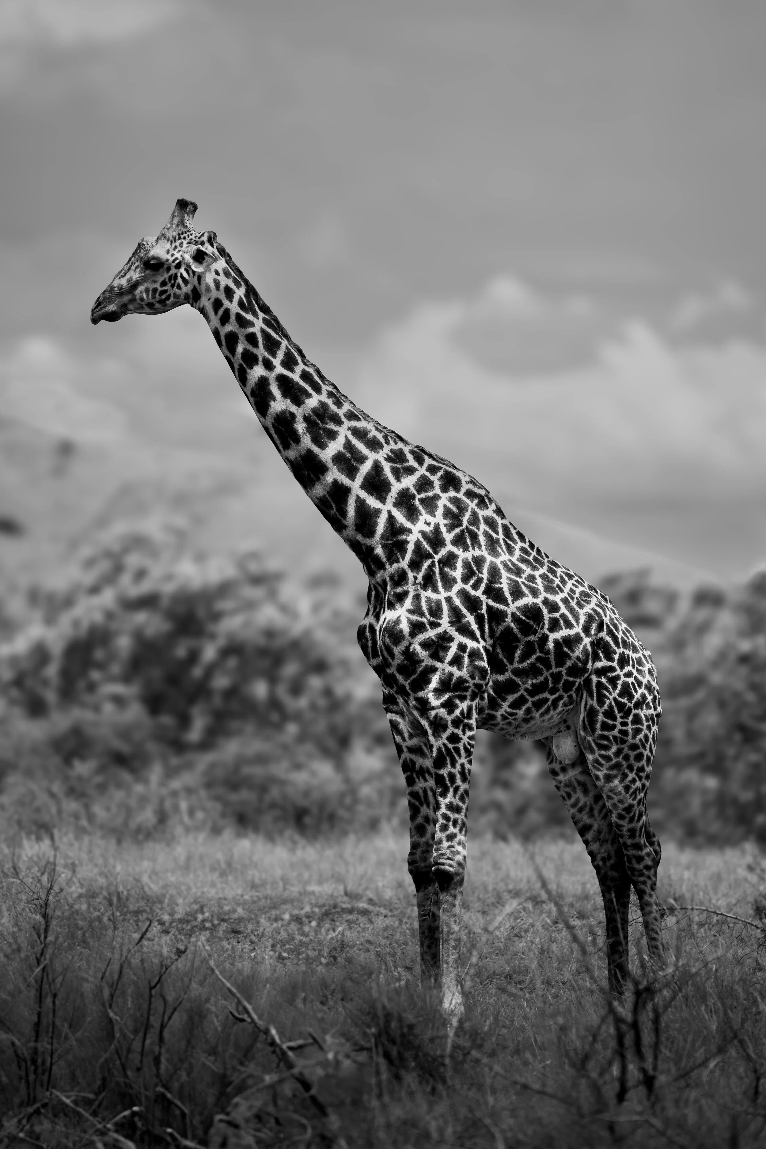 WebImages-17.jpg
