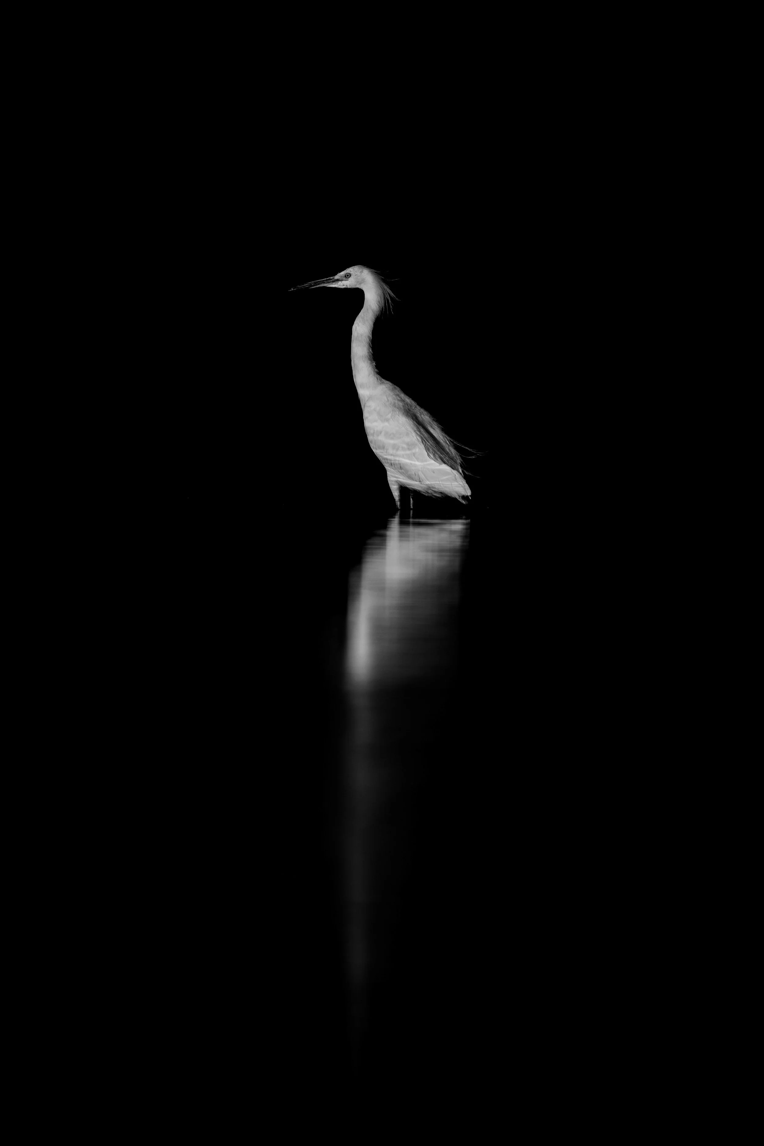 WebImages-15.jpg