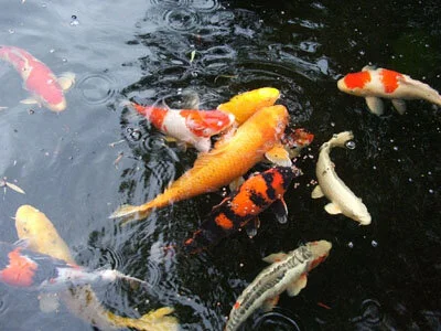 Koi keeping supplies — Australian KOI Association