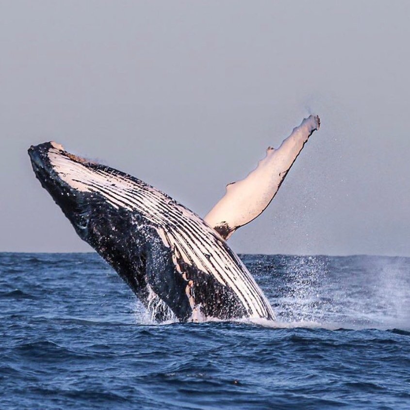 Australia is home to so many incredible creatures... and if you&rsquo;re lucky, you might just spot one of them on your way home from lunch. What a treat! 🐳 #flywithsteve @sydneybyseaplane 📸 @christinadphotos