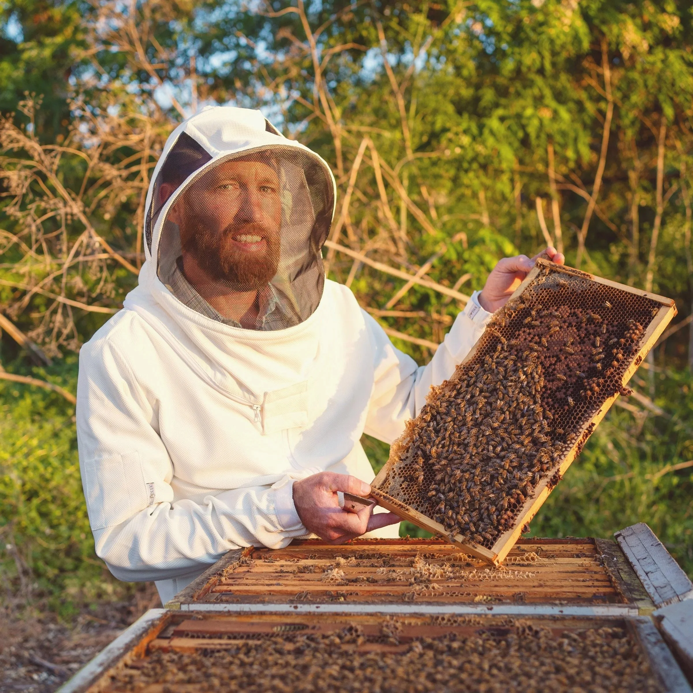 A beekeeper in a white suit and veil holds a frame filled with bees in a green outdoor setting.