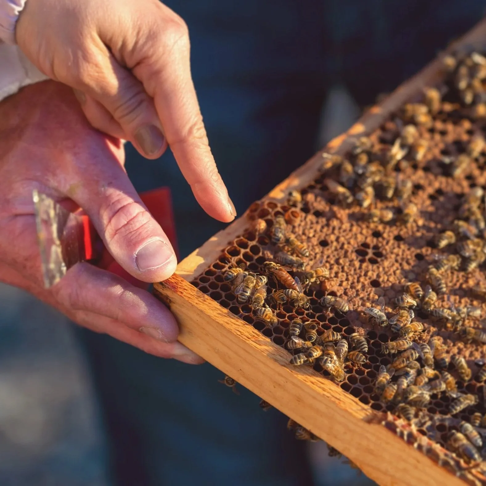 A person inspecting a honeycomb frame filled with bees in a bee hive.